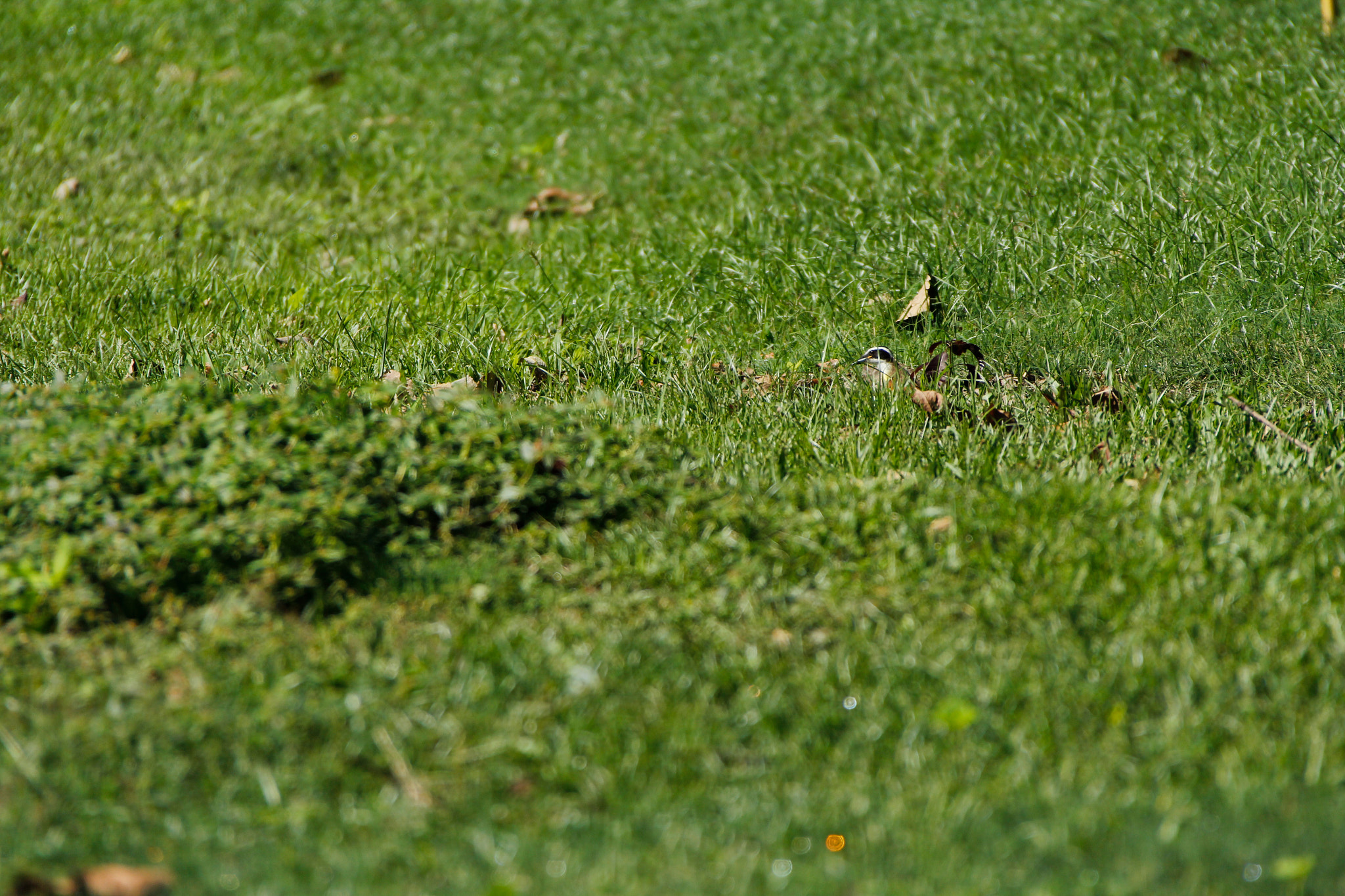 Canon EF 28-300mm F3.5-5.6L IS USM sample photo. Izcaragua country club photography