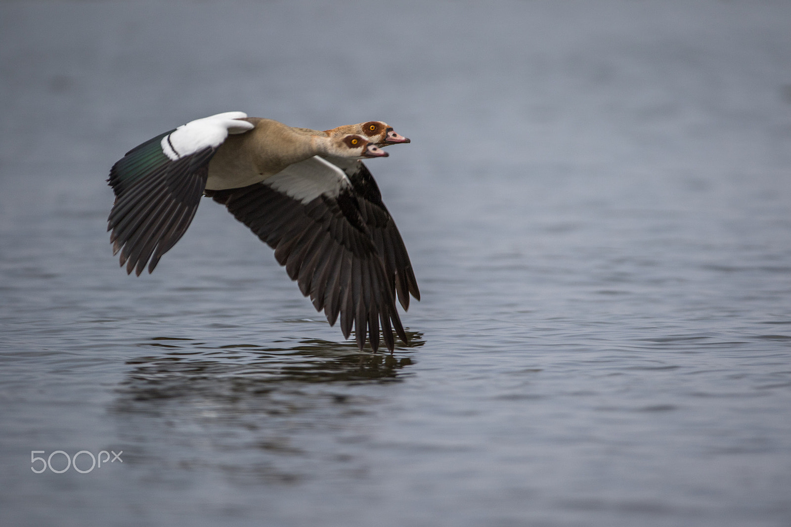 Canon EOS 7D Mark II + Canon EF 200-400mm F4L IS USM Extender 1.4x sample photo. Egyptian gooses photography