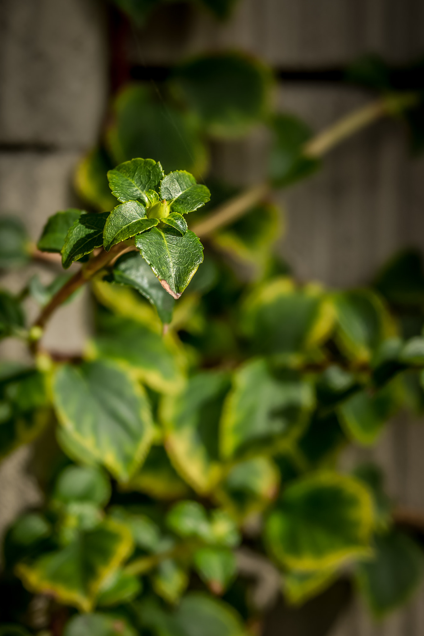Leica S (TYP 006) + Summarit-S 70 CS sample photo. Green photography