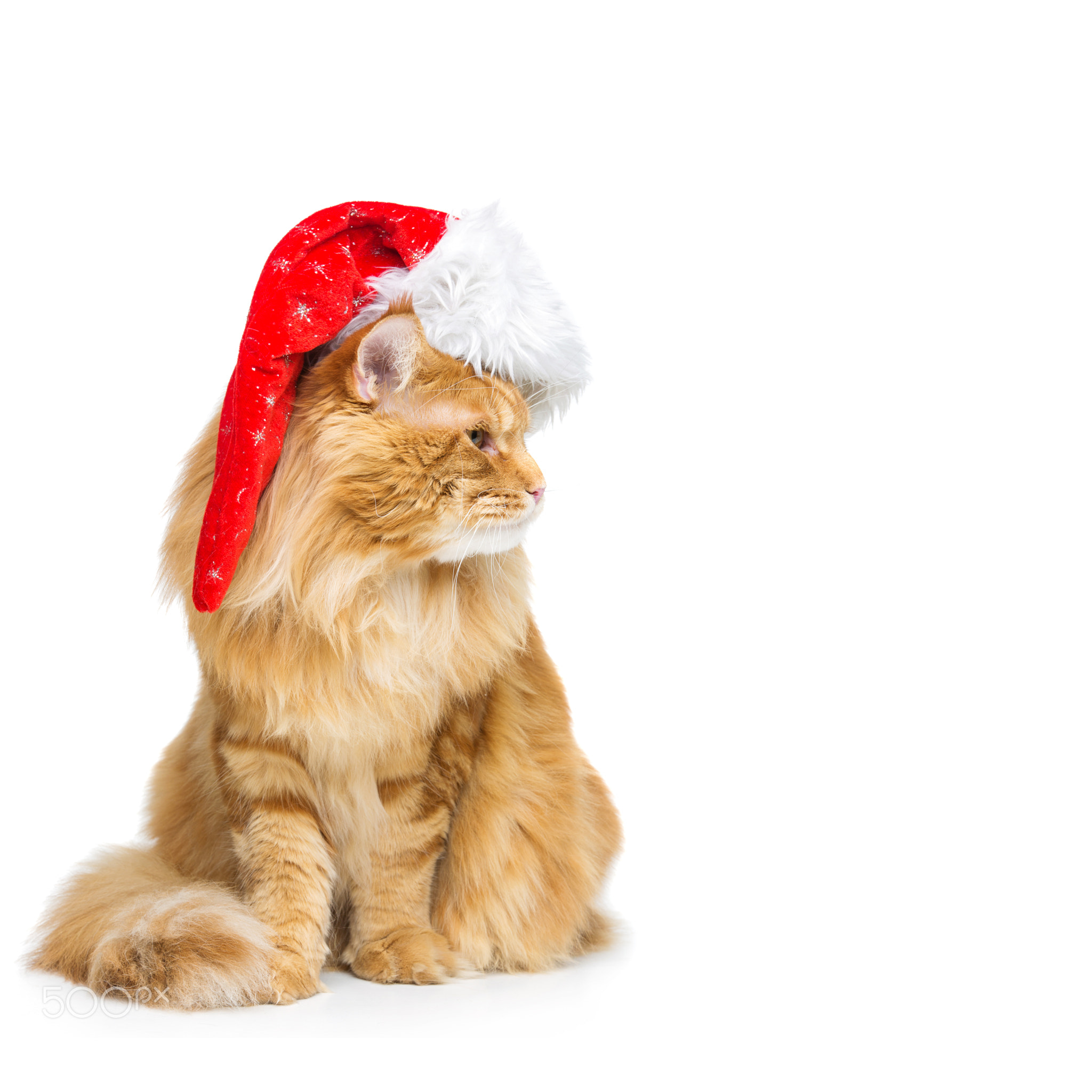 Big ginger cat in christmas hat