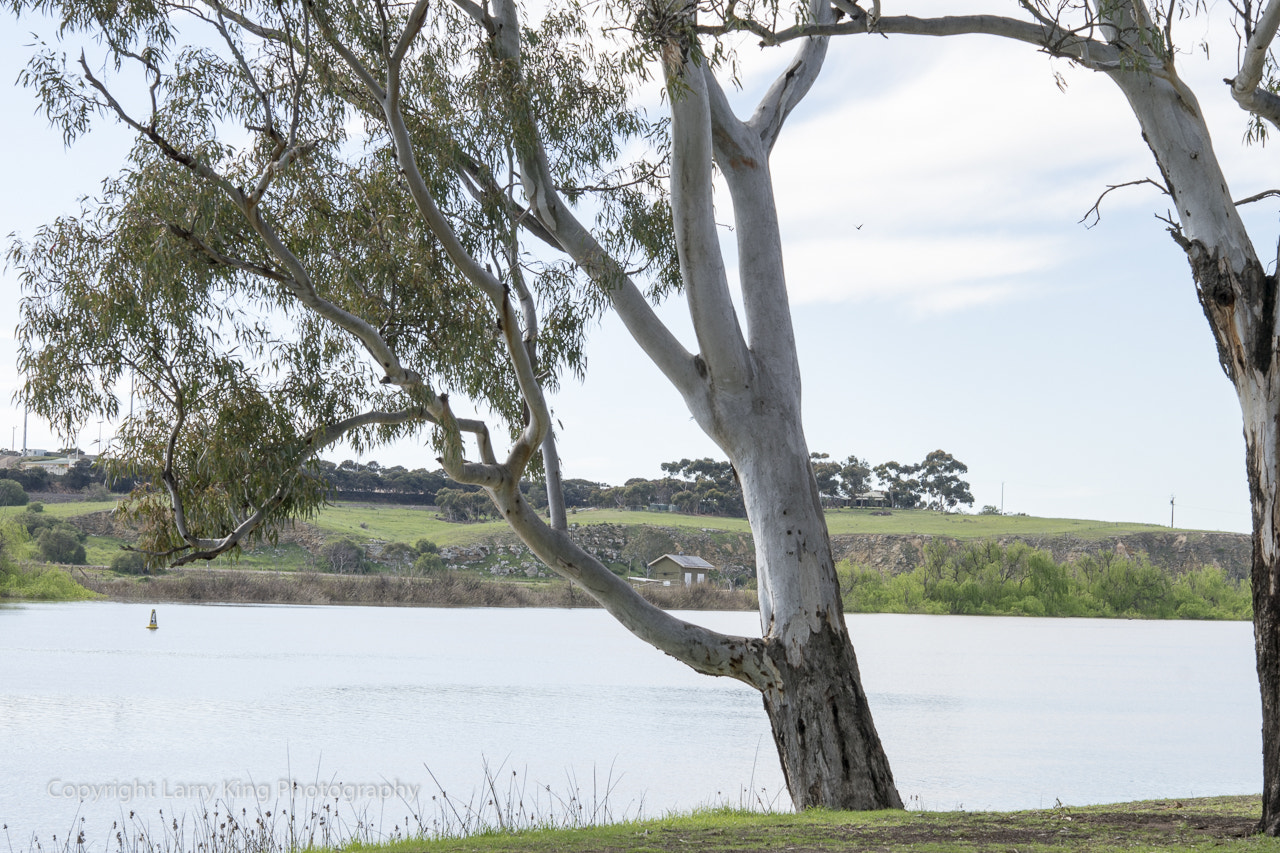 Nikon AF-S Micro-Nikkor 60mm F2.8G ED sample photo. Murray river photography
