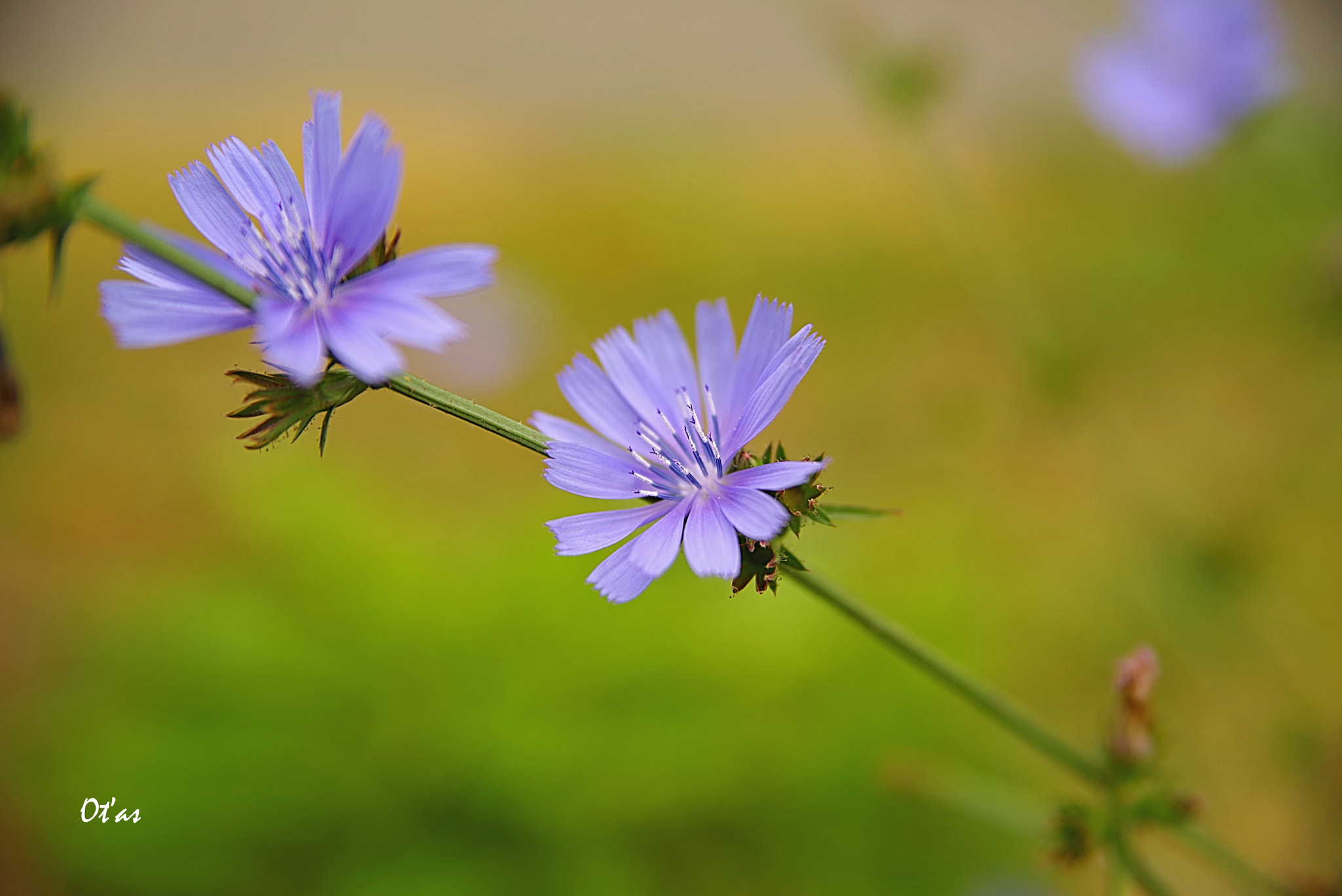 Pentax K-1 sample photo. Chicory photography