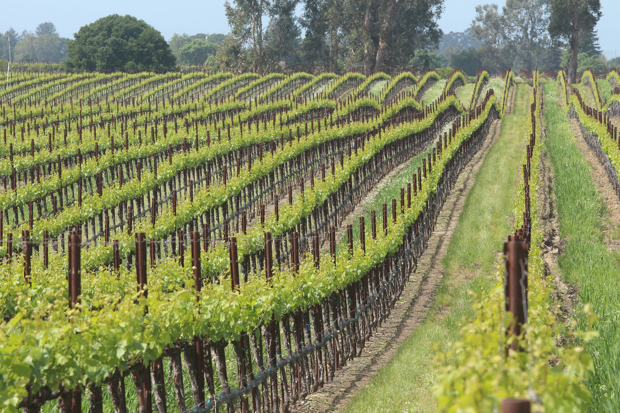 Canon EF 50mm f/1.8 sample photo