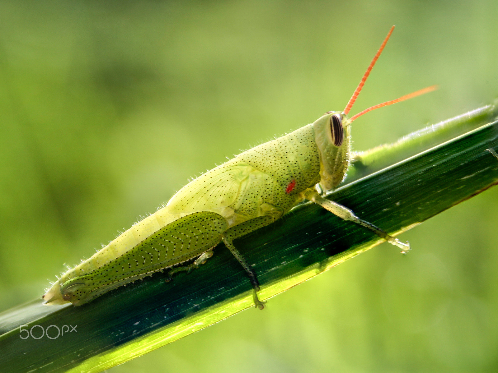 Canon EOS 1000D (EOS Digital Rebel XS / EOS Kiss F) sample photo. Green grasshopper photography