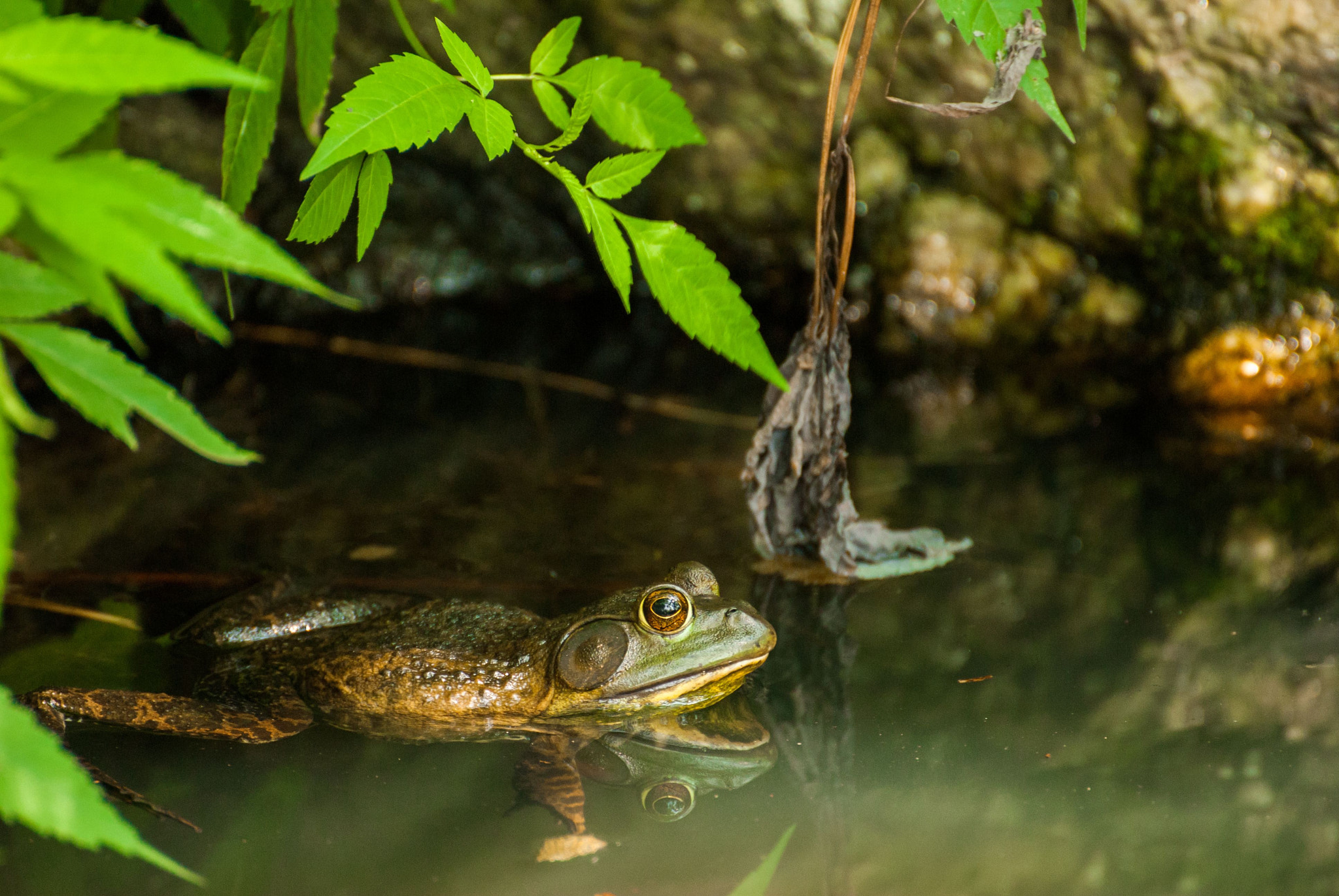 Nikon D200 + Tamron SP 70-300mm F4-5.6 Di VC USD sample photo. Bull frog swindlers photography