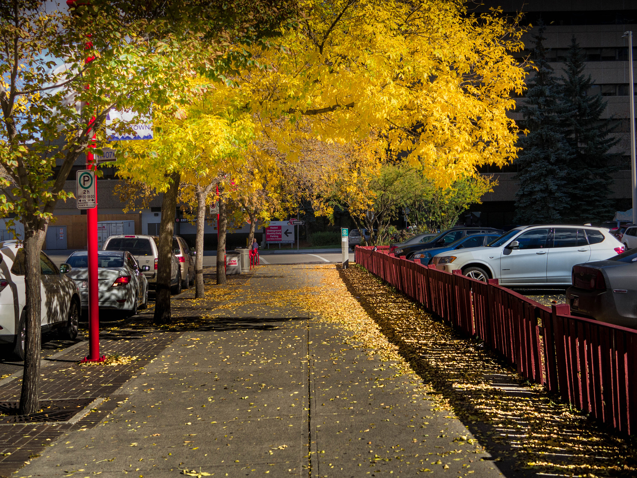 LUMIX G 25/F1.7 sample photo. Fall time in calgary photography