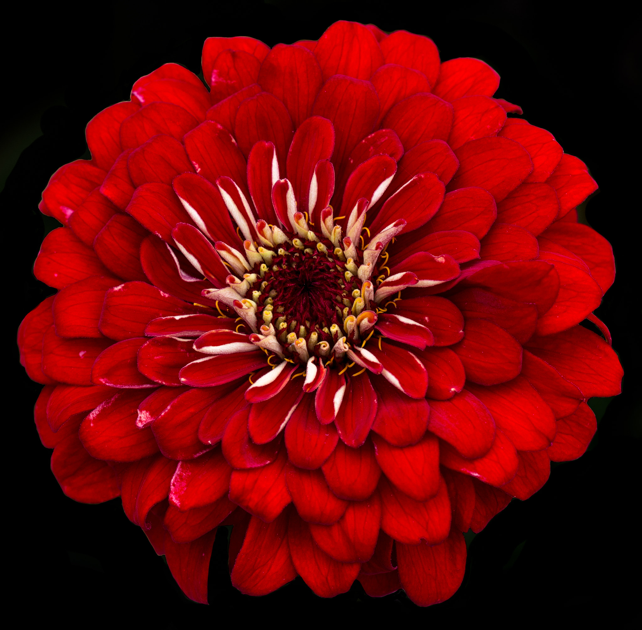Sigma 150mm F2.8 EX DG OS Macro HSM sample photo. Dsc photography