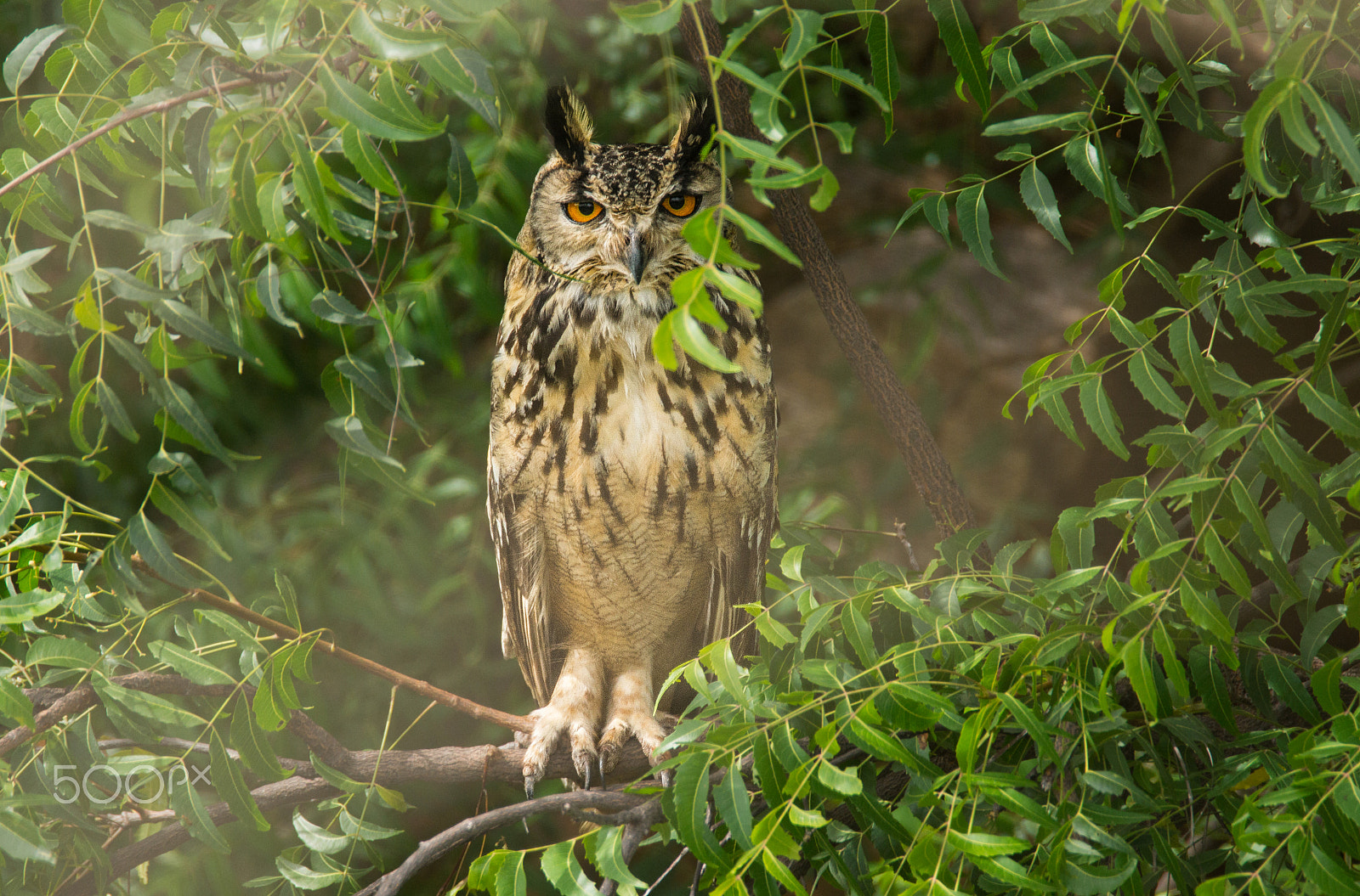 Sony SLT-A65 (SLT-A65V) + Tamron SP 150-600mm F5-6.3 Di VC USD sample photo. The indian eagle-owl photography