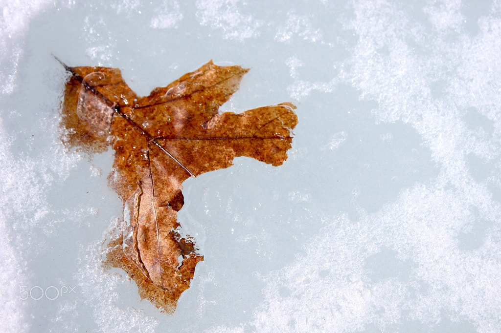 Canon EOS 500D (EOS Rebel T1i / EOS Kiss X3) + Canon EF-S 18-55mm F3.5-5.6 IS II sample photo. Leaf in ice photography