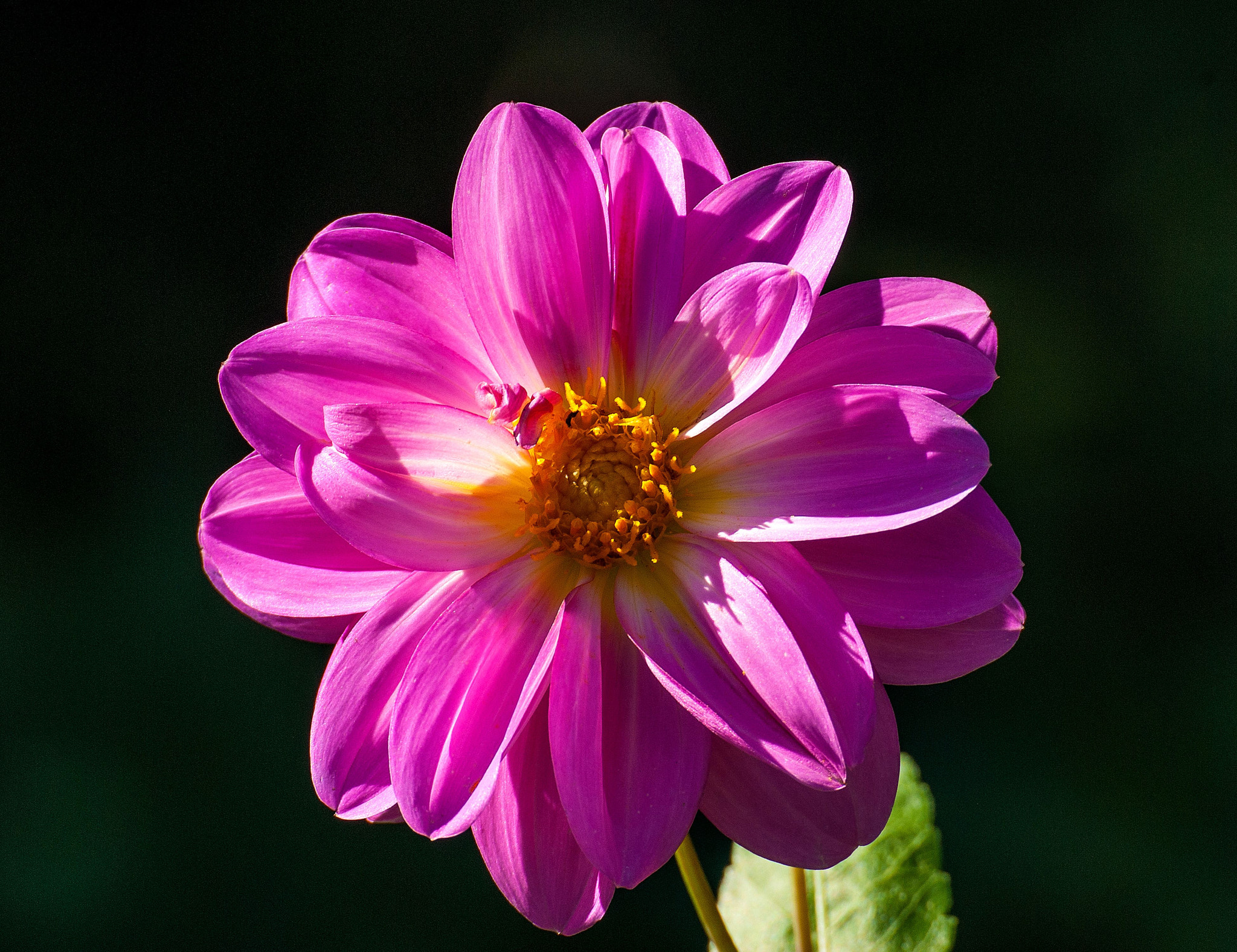 Nikon D200 sample photo. Beautiful.flower stp down photography