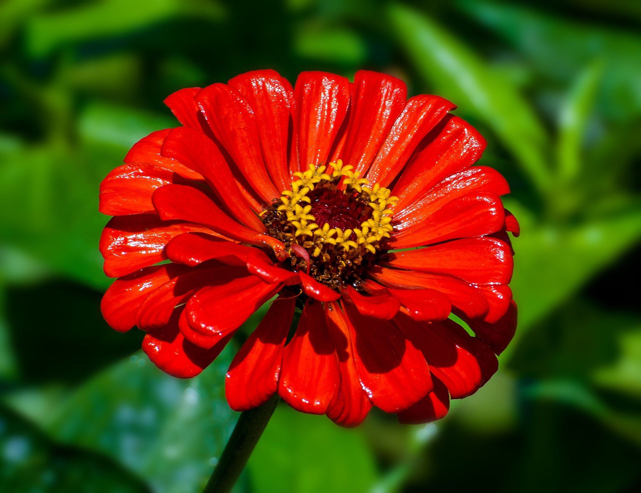 Nikon D200 sample photo. Wet flower swindlers photography