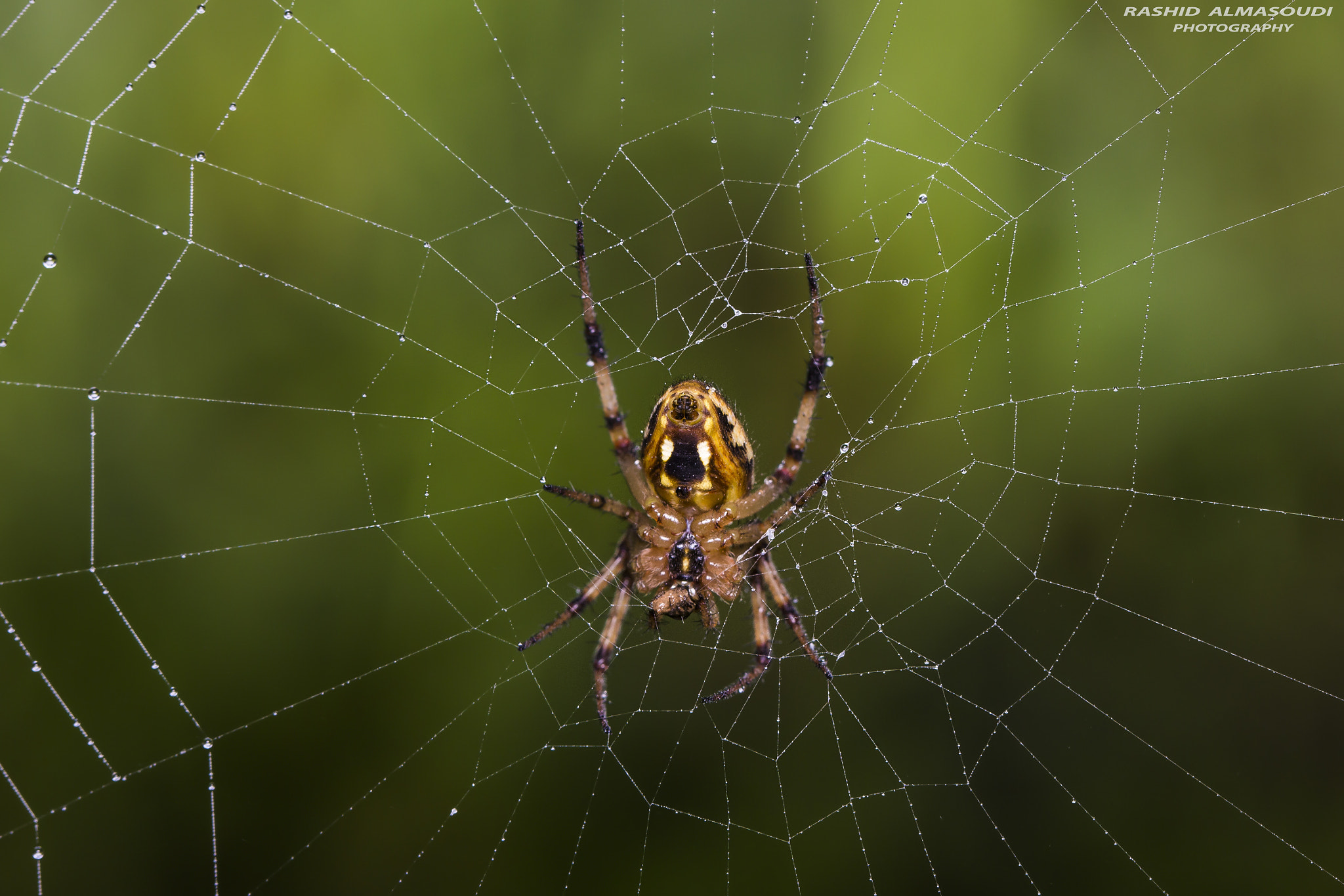 Canon EOS 600D (Rebel EOS T3i / EOS Kiss X5) + Canon EF 100mm F2.8L Macro IS USM sample photo. Https://instagram.com/p/bkhnp3xauyr/ photography
