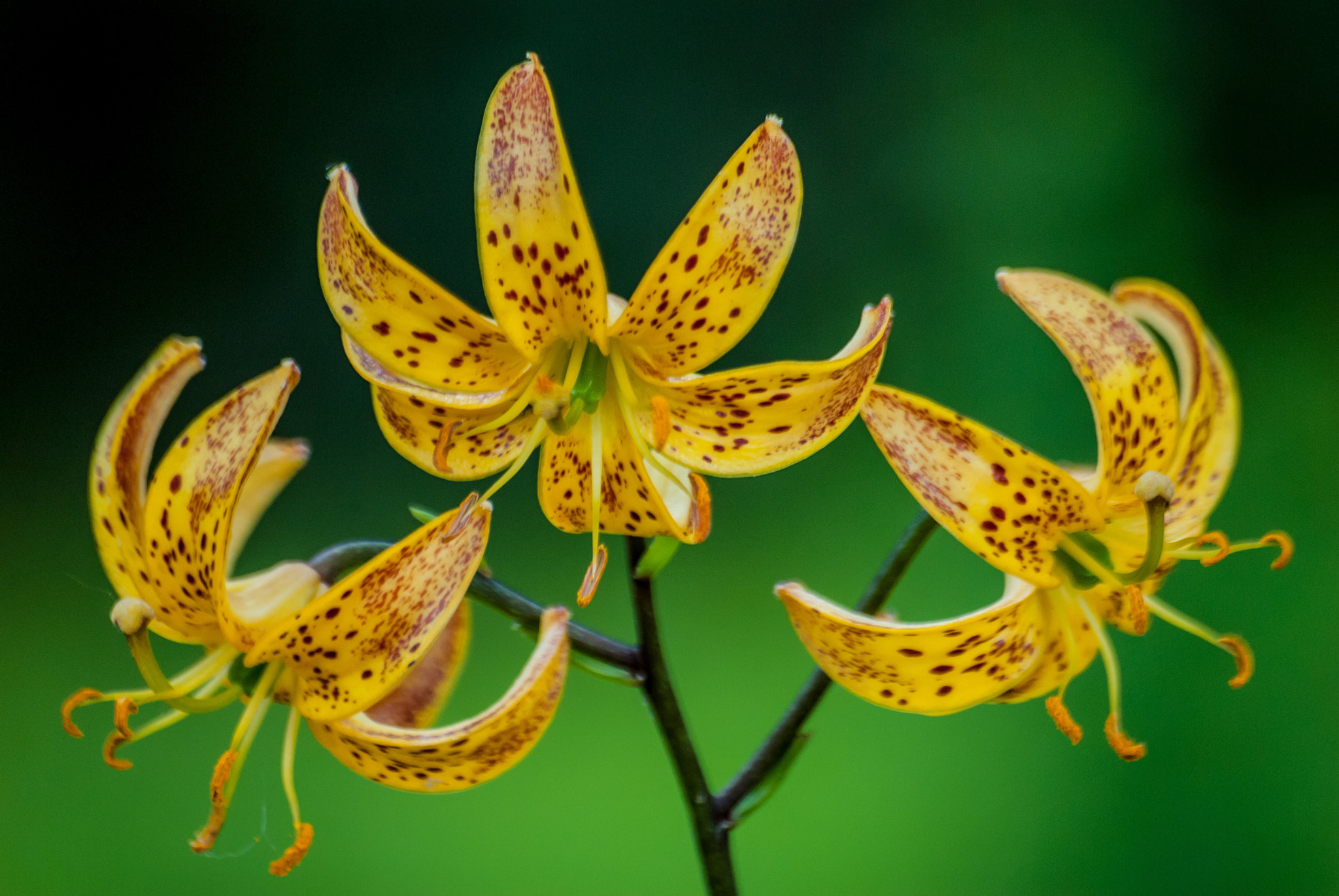 Nikon D200 sample photo. Backlit  tri flower tandem photography