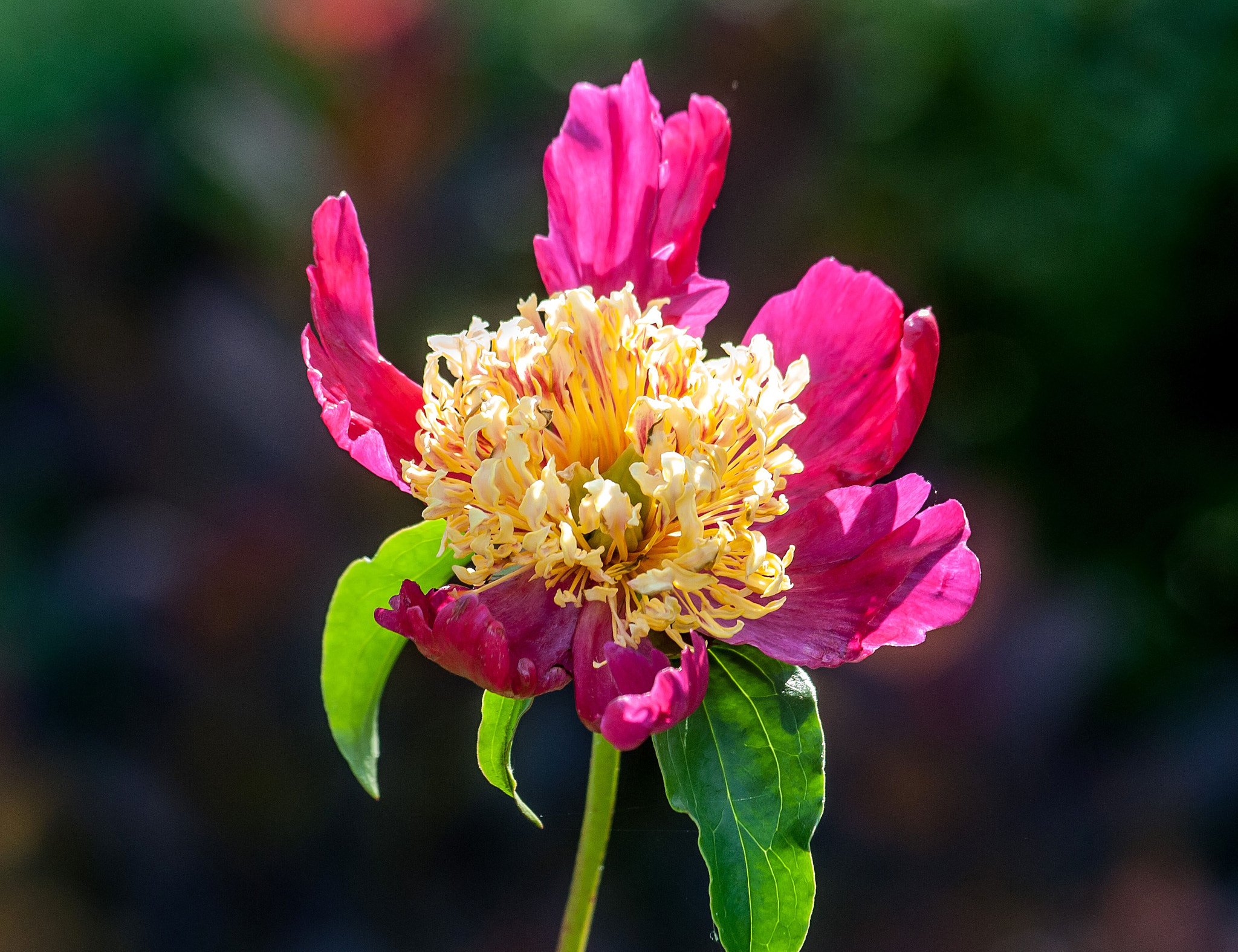 Nikon D200 sample photo. Beautiful.flower photography