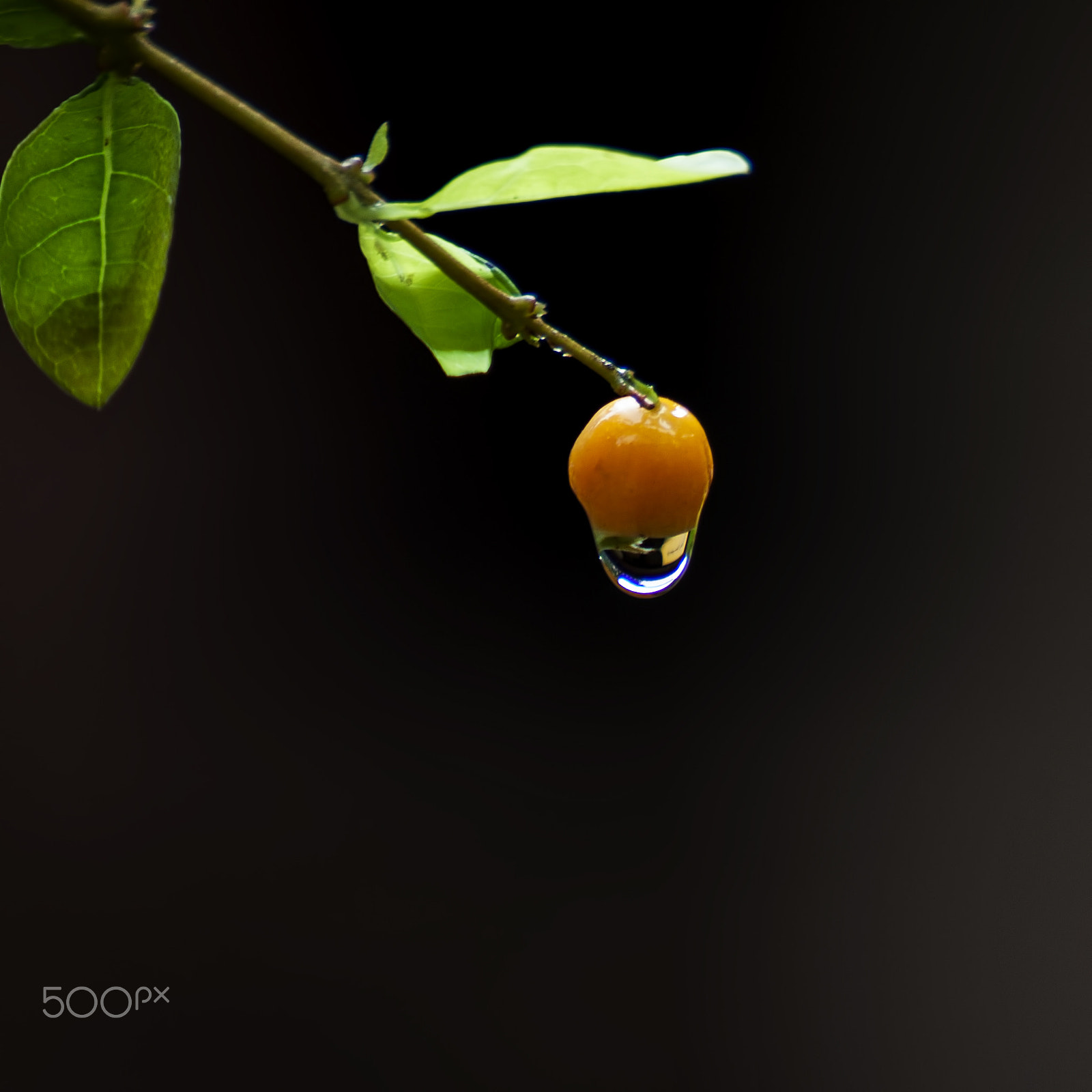 Canon EOS 50D sample photo. A drop of dew photography