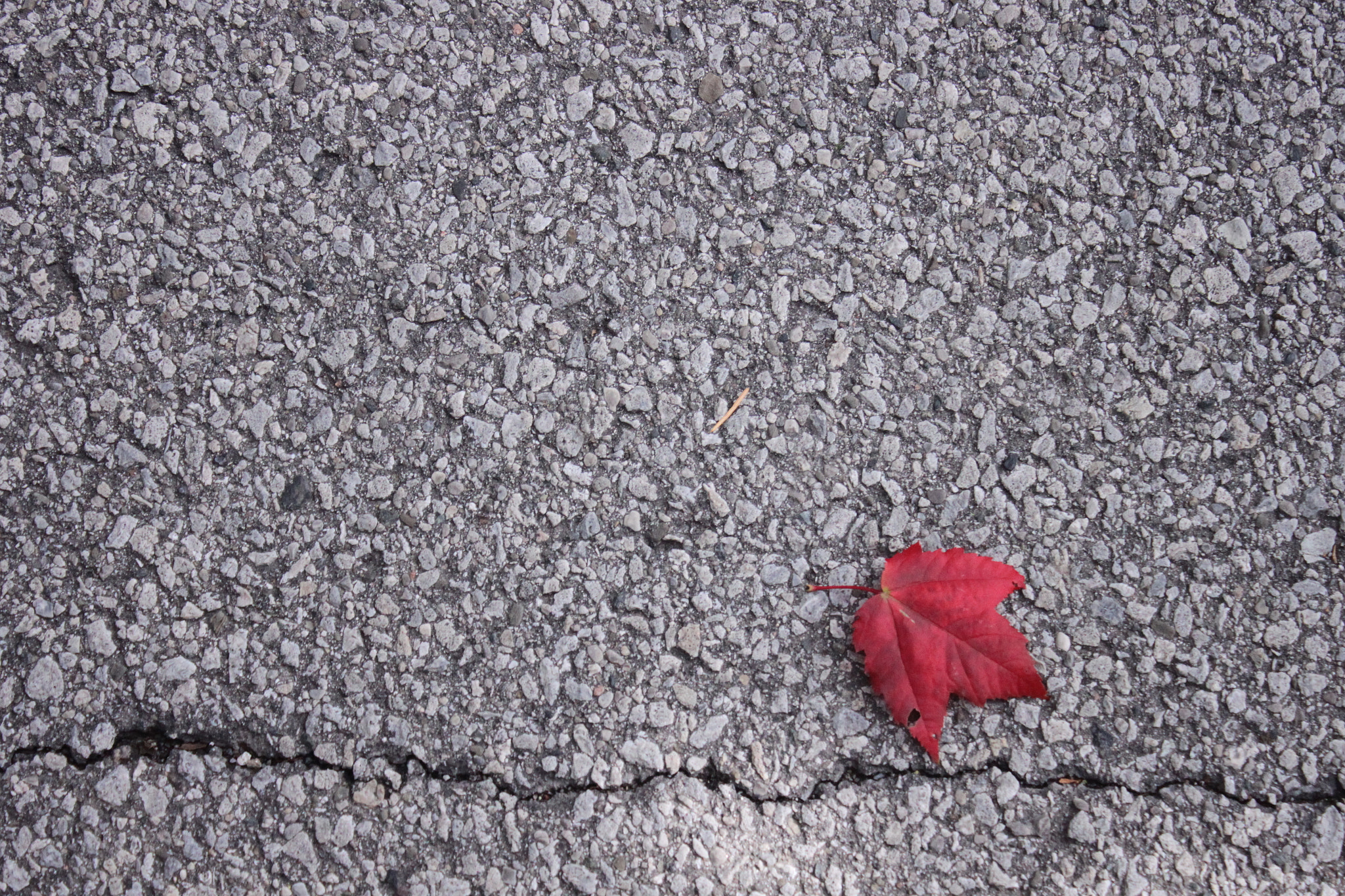 Canon EOS 500D (EOS Rebel T1i / EOS Kiss X3) sample photo. Scarred for life photography
