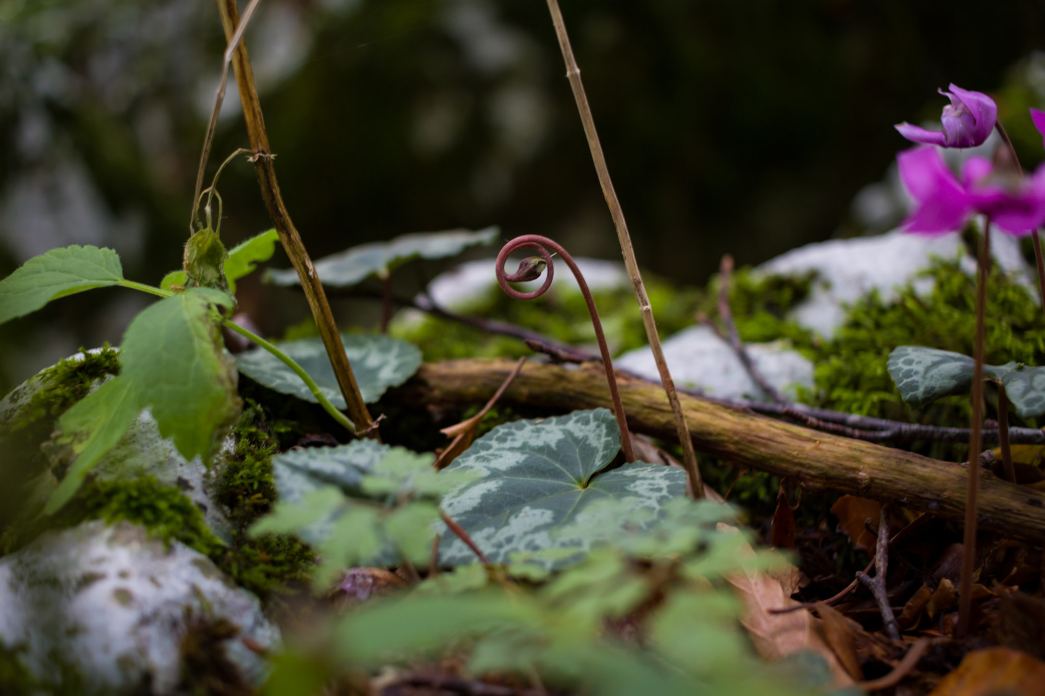 Canon EF-S 24mm F2.8 STM sample photo. Lonley photography