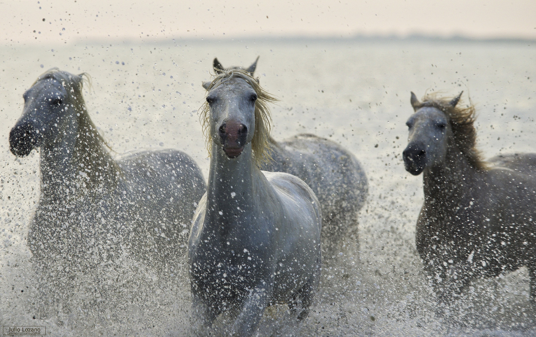 Sony 300mm F2.8 G SSM II sample photo. Great day in la camarga photography