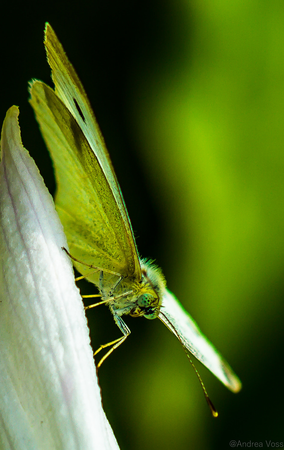Canon EOS 60D + Canon EF 100mm F2.8L Macro IS USM sample photo. Butterfly photography