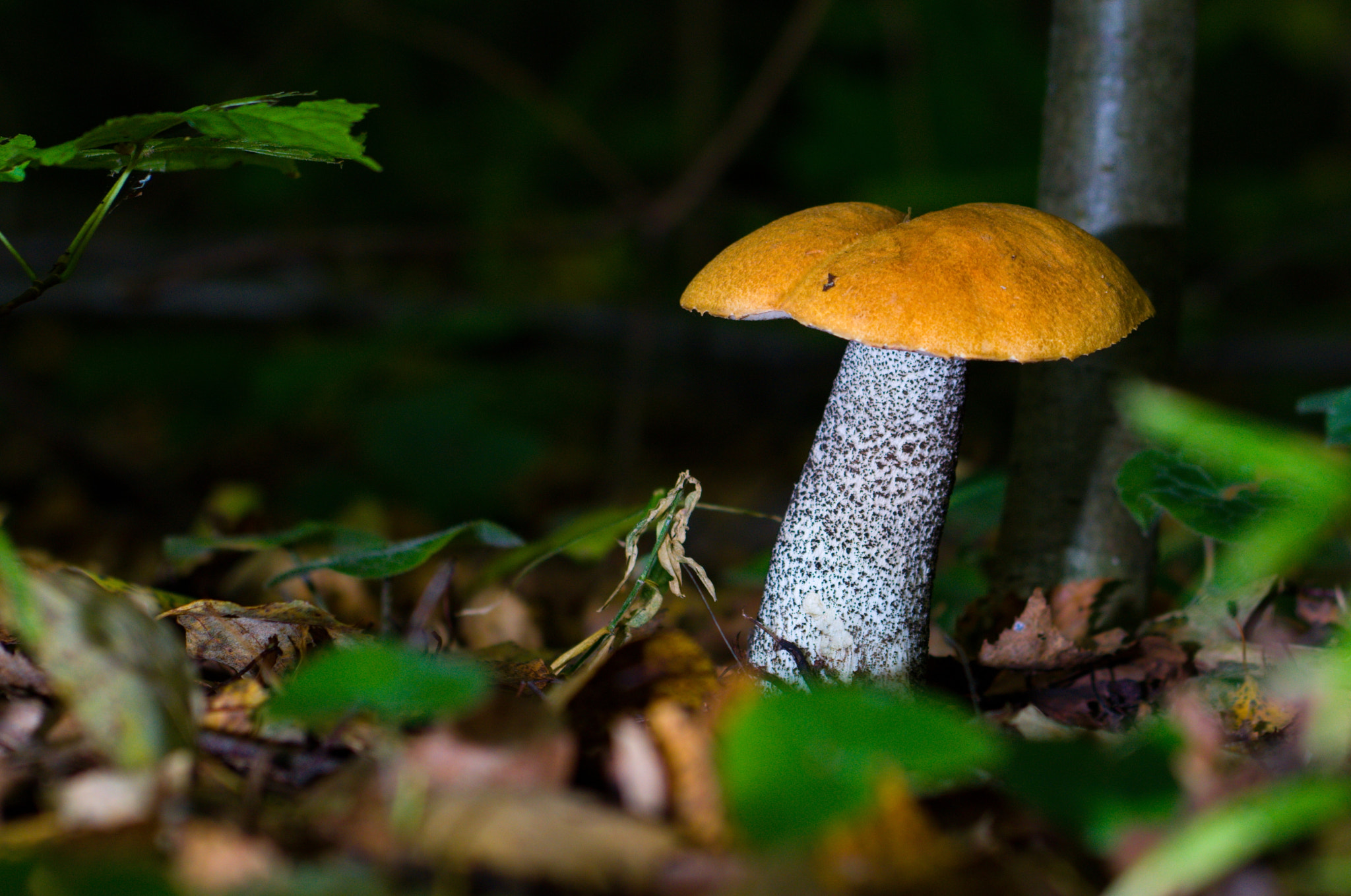 AF Zoom-Nikkor 35-70mm f/2.8D sample photo. Mushroom photography