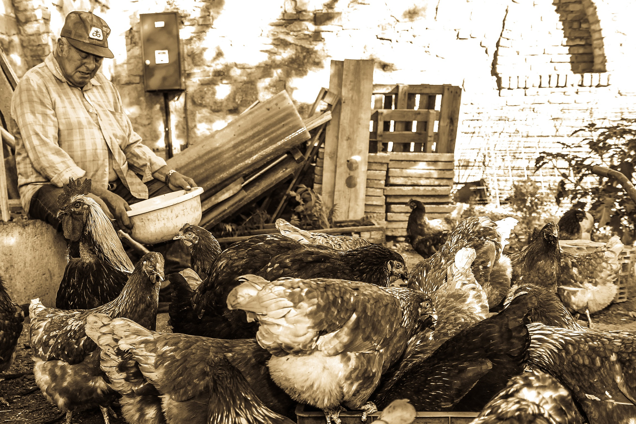 Sigma 18-50mm f/2.8 Macro sample photo. Feed the chicken photography