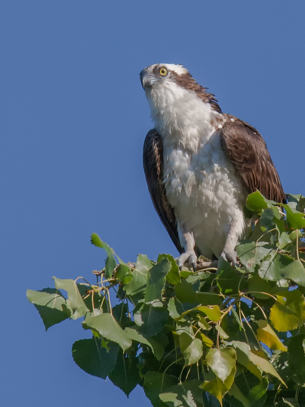 Canon EOS-1D Mark III sample photo. Balbuzard waiting for lunch in a tree photography