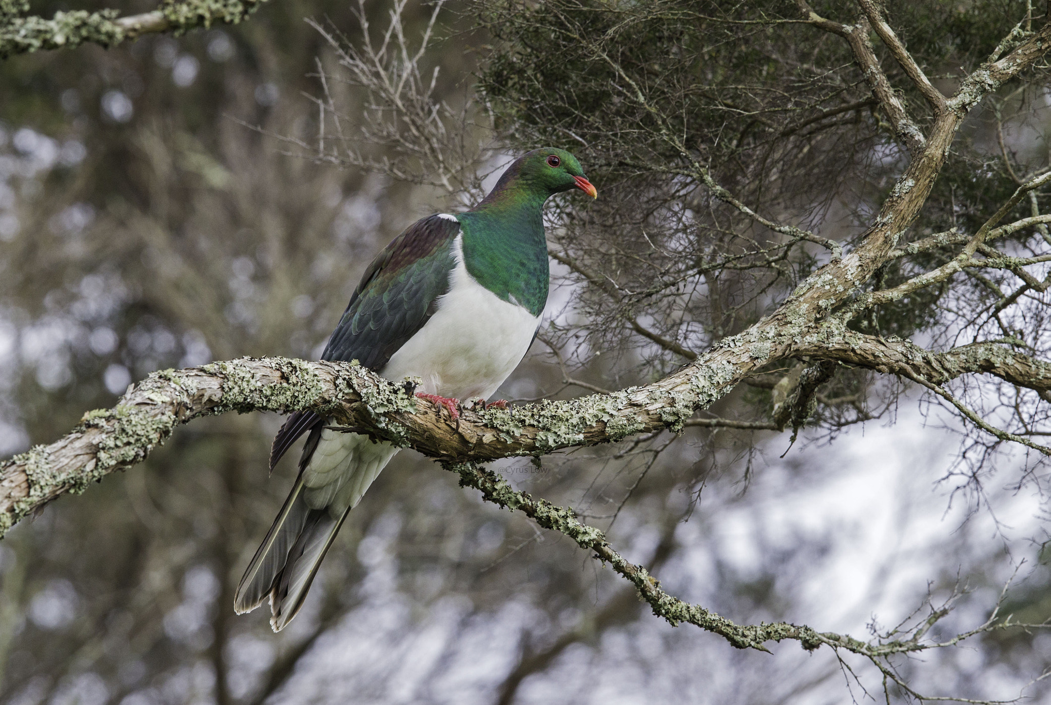 Canon EF 600mm F4L IS II USM sample photo. New zealand pigeon  (hemiphaga novaeseelandiae) photography