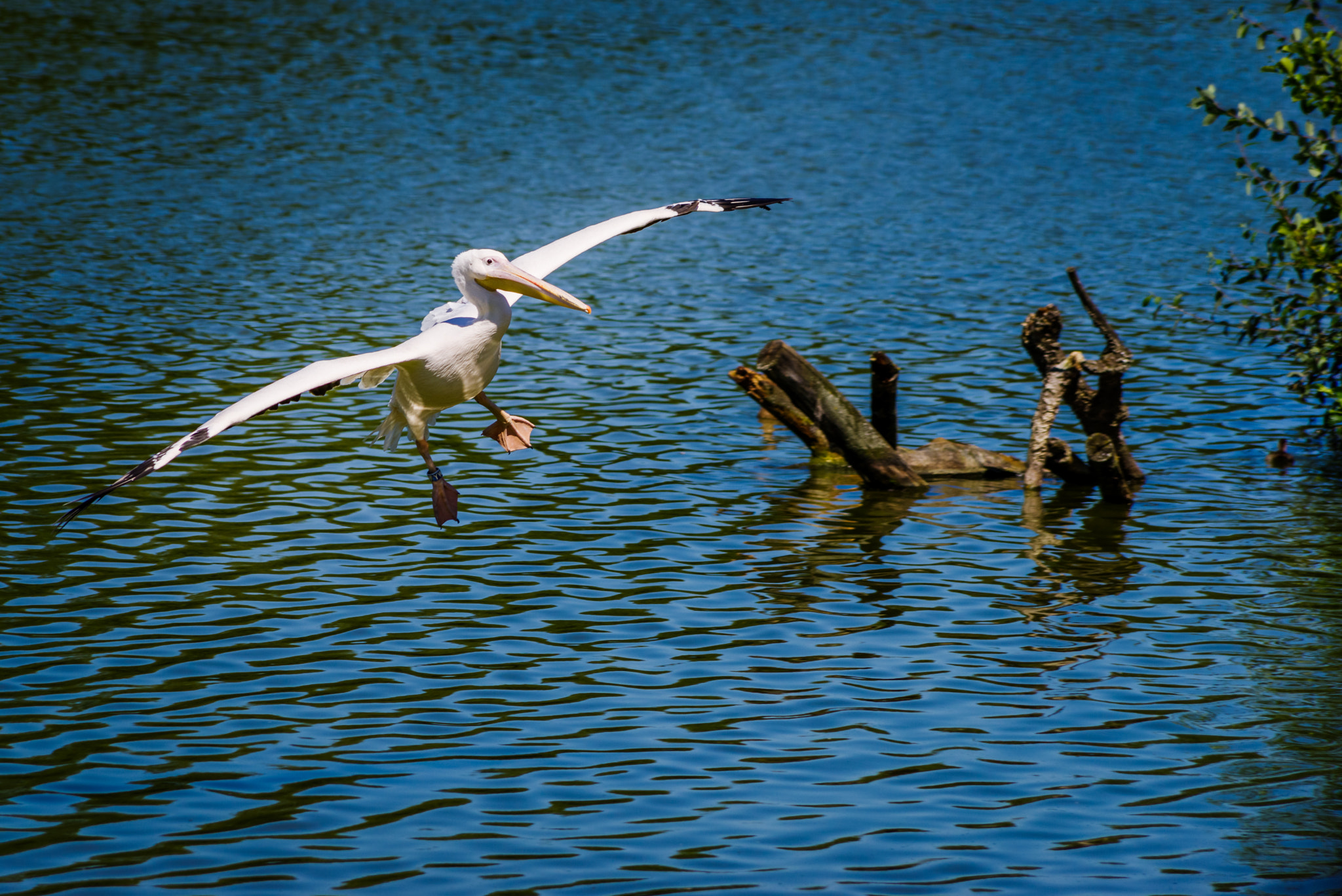 Pentax K-1 sample photo. Landing pelican photography