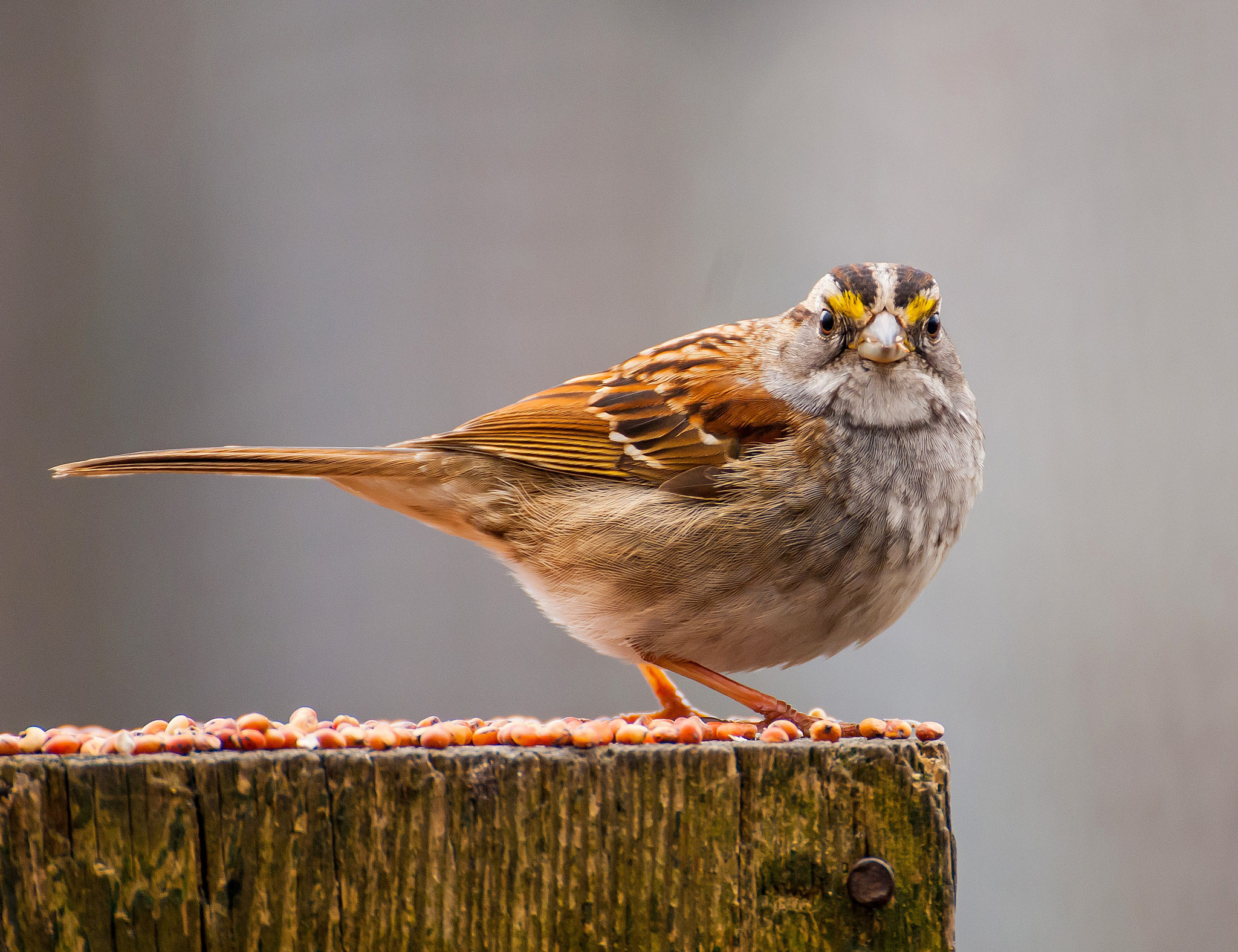 Nikon D200 sample photo. Here's looking at you photography