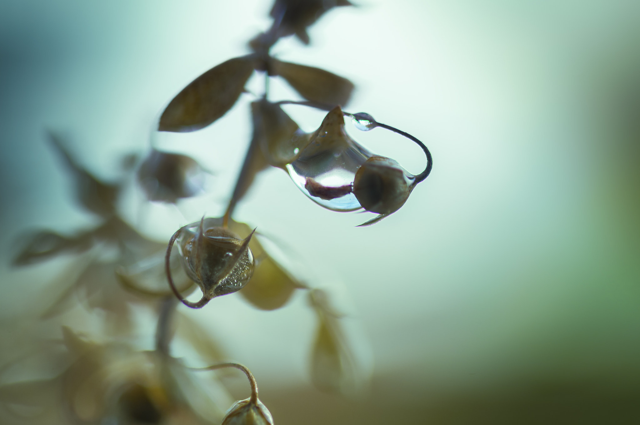 Sigma 105mm F2.8 EX DG OS HSM sample photo. Az003 photography