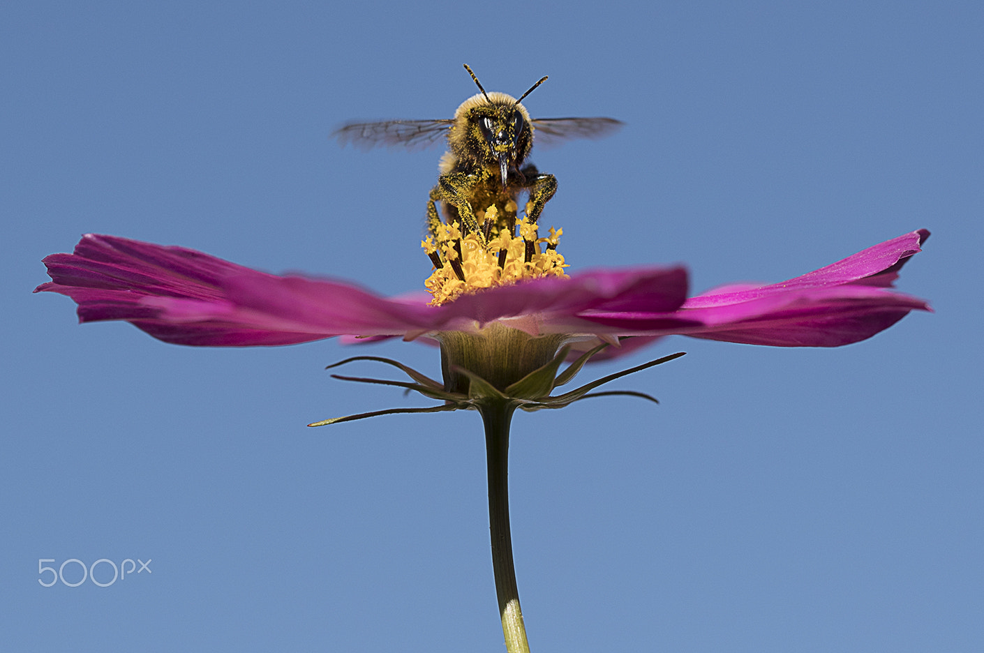 Canon EF 100mm F2.8L Macro IS USM sample photo. Bee photography