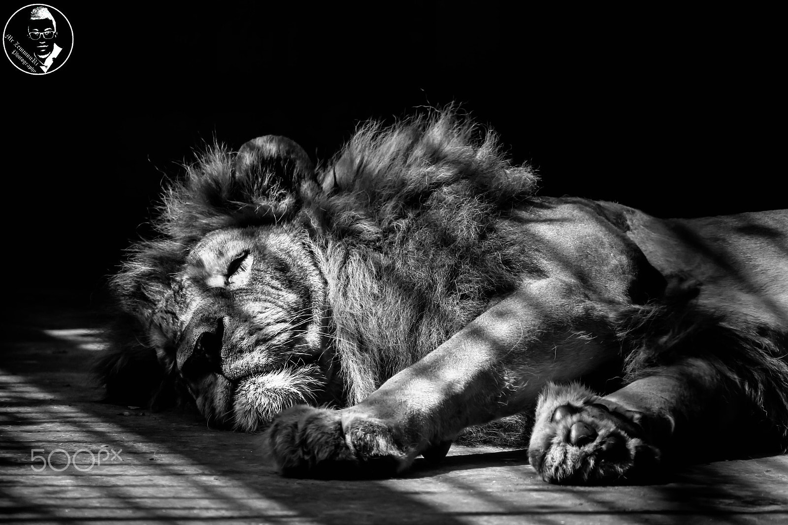 Canon EF-S 55-250mm F4-5.6 IS STM sample photo. The king photography