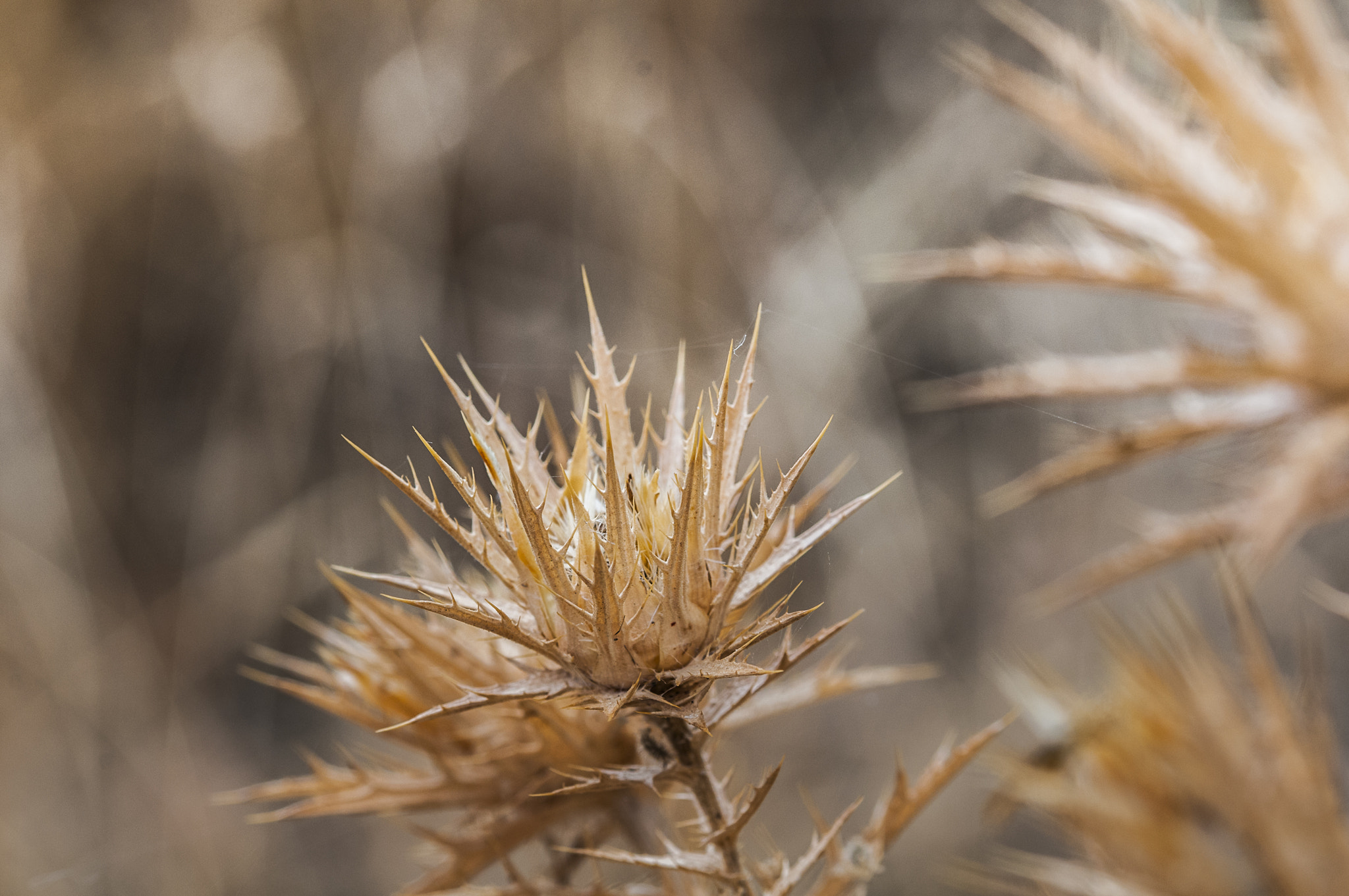 Sigma 105mm F2.8 EX DG OS HSM sample photo. Cardos003 photography