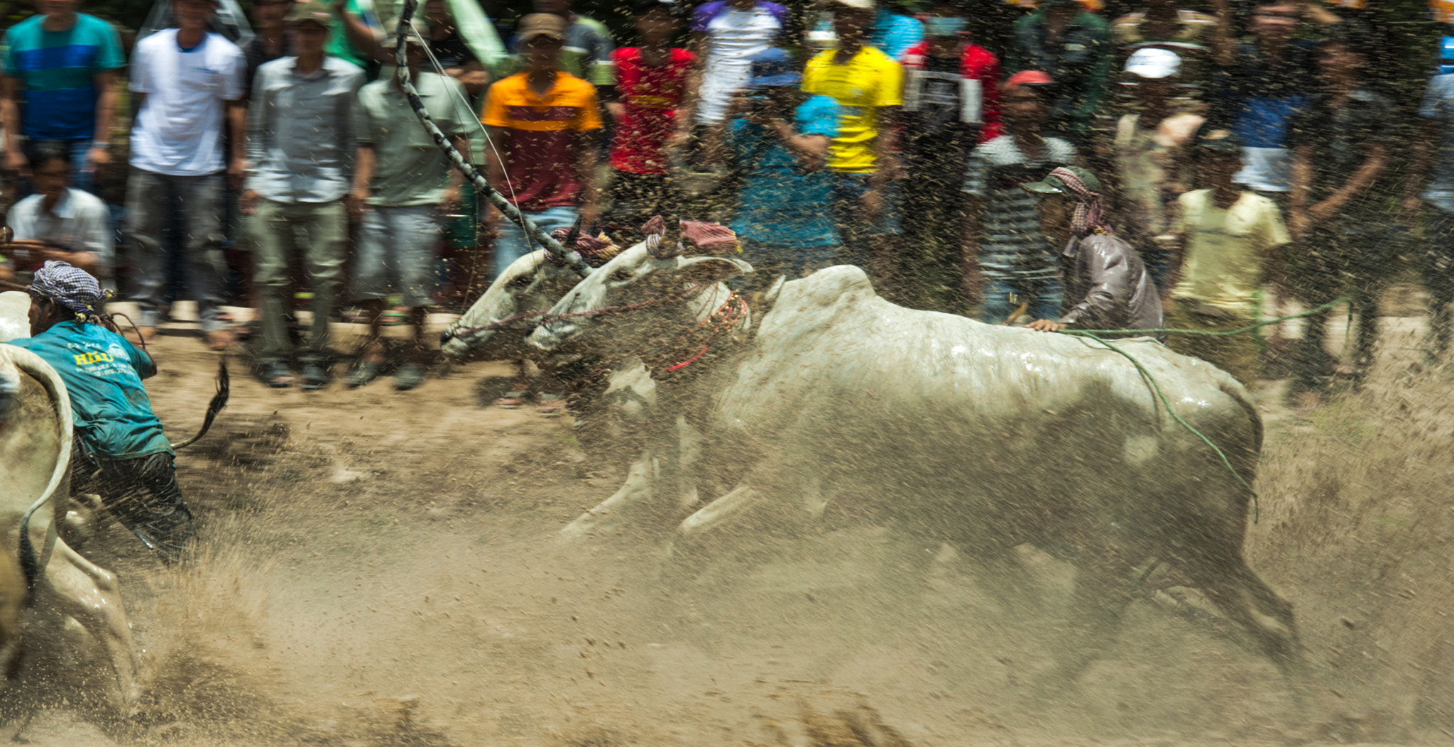 Nikon D700 + AF Nikkor 70-210mm f/4-5.6D sample photo. Cow racing festival photography