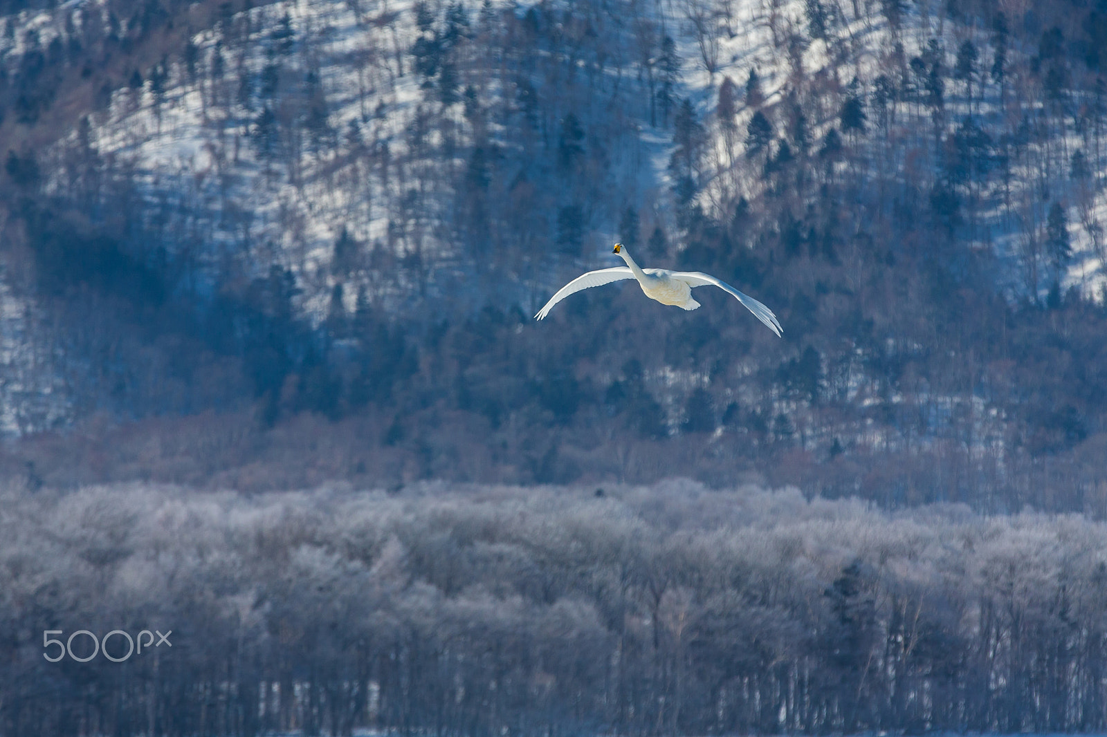 Canon EOS-1D X sample photo. Flying toward me 1 photography