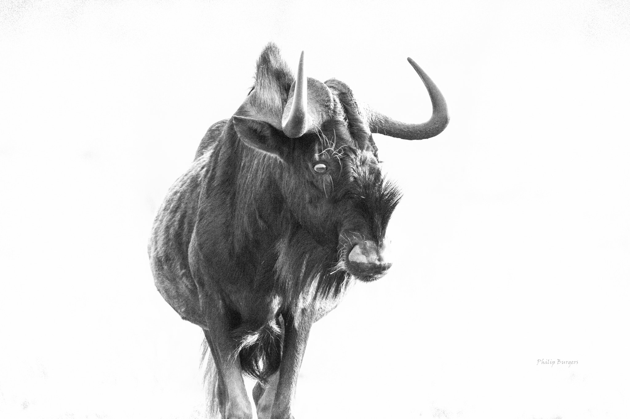 Canon EF 70-200mm F2.8L USM sample photo. Wildebeest photography