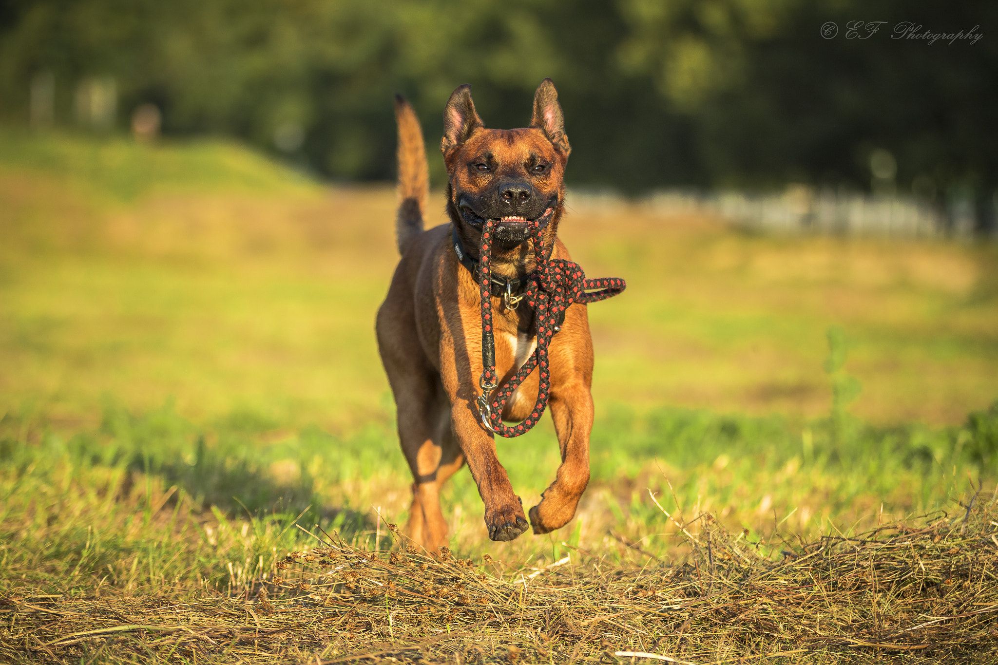 Sigma 50-100mm F1.8 DC HSM Art sample photo. Spenc photography