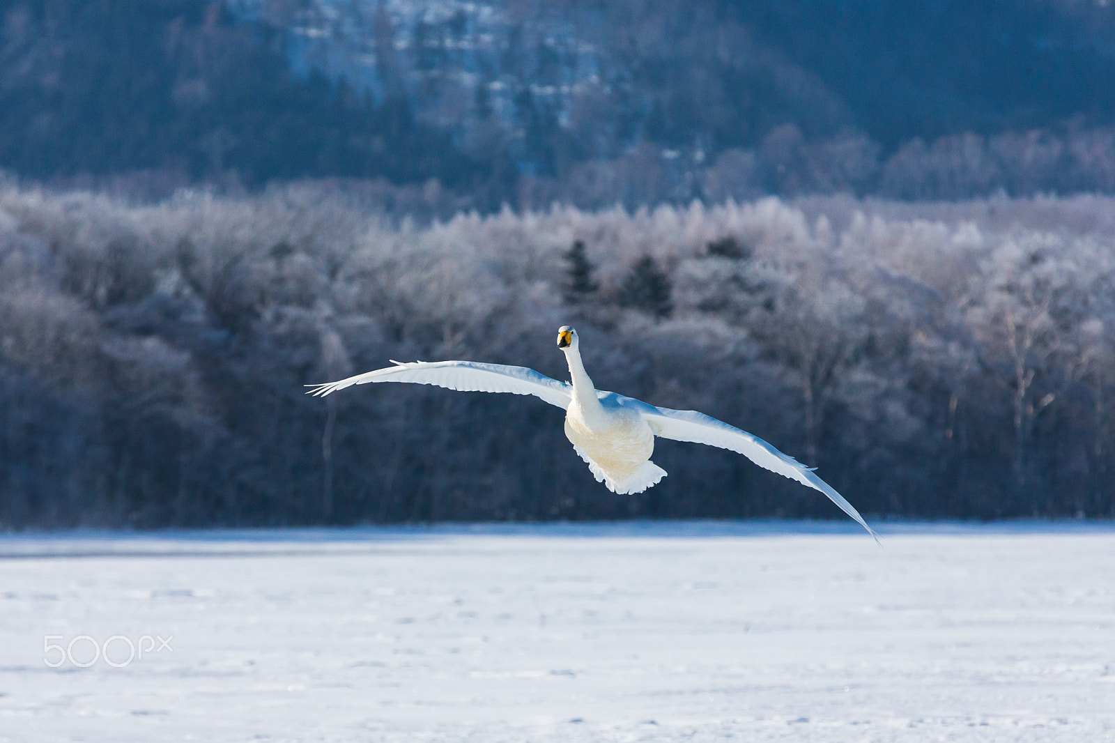 Canon EOS-1D X sample photo. Flying toward me 2 photography