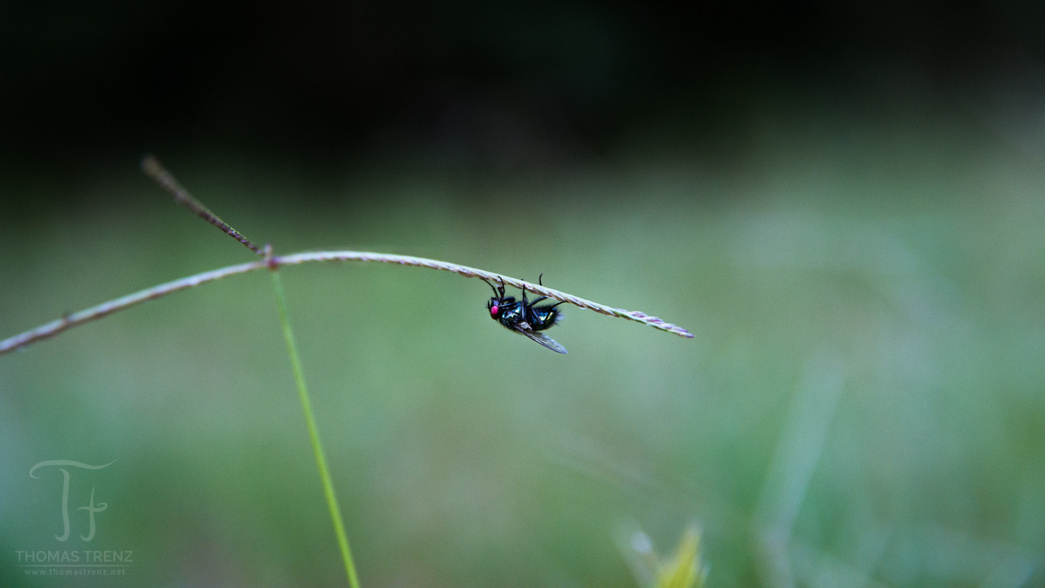 Nikon D600 sample photo. Acrobatic photography