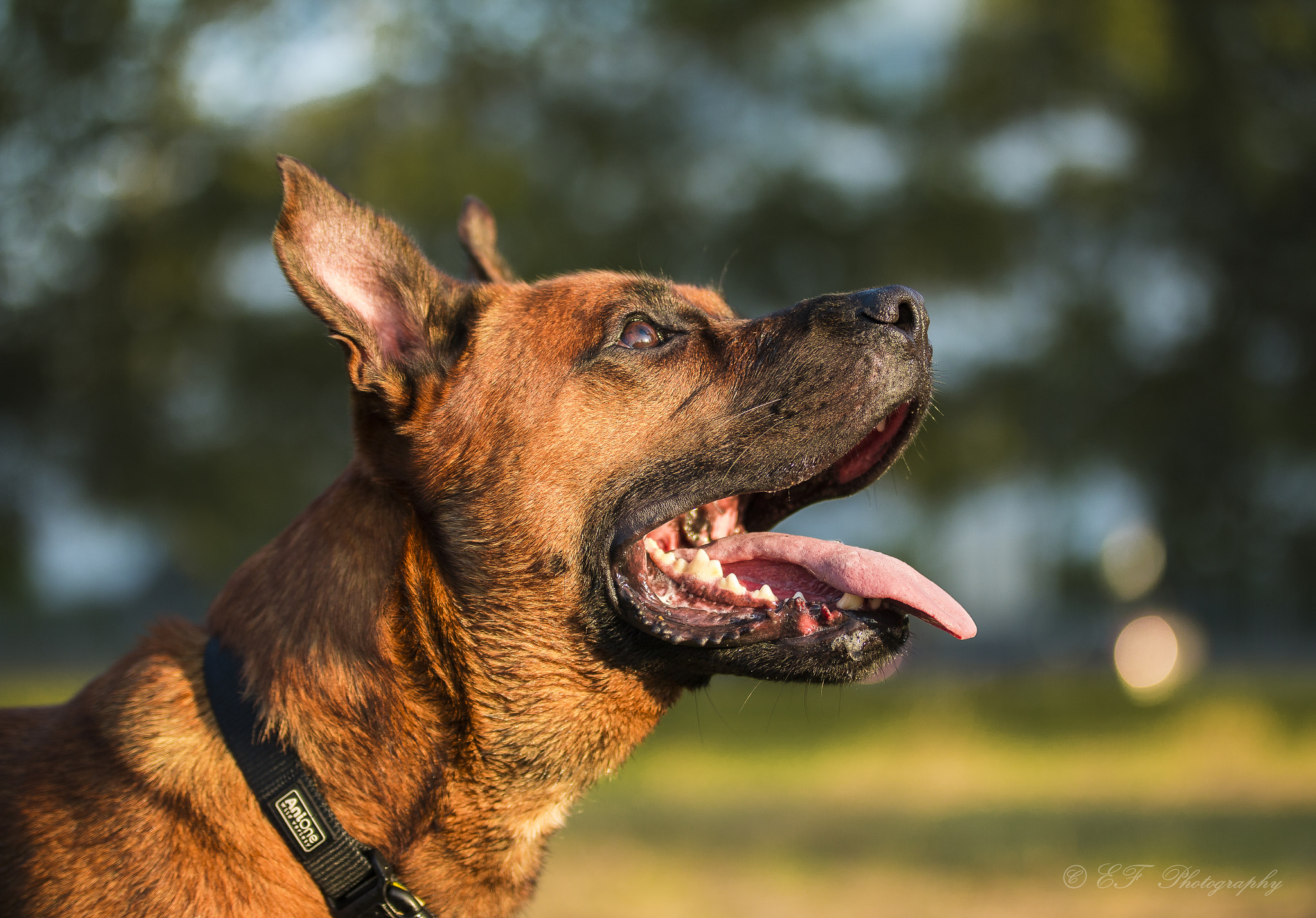 Sigma 50-100mm F1.8 DC HSM Art sample photo. Spencthesecond photography