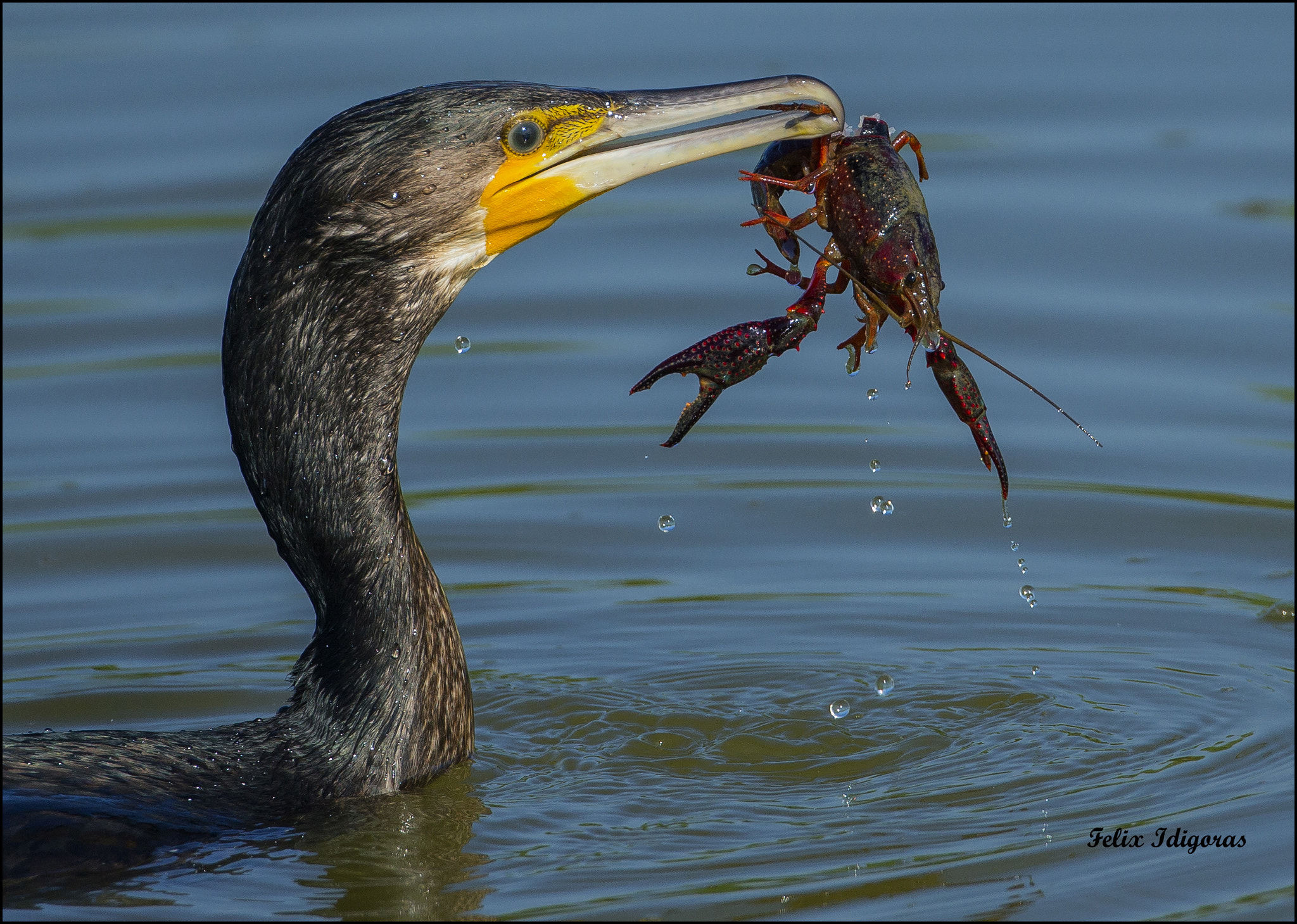 Canon EF 500mm F4L IS USM sample photo. De pesca con exito photography