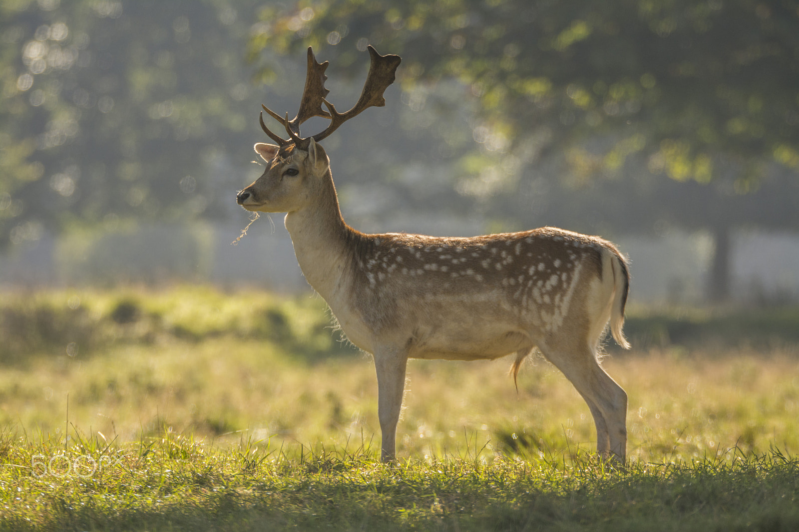 Sigma 150-600mm F5-6.3 DG OS HSM | S sample photo. Fallow deer photography