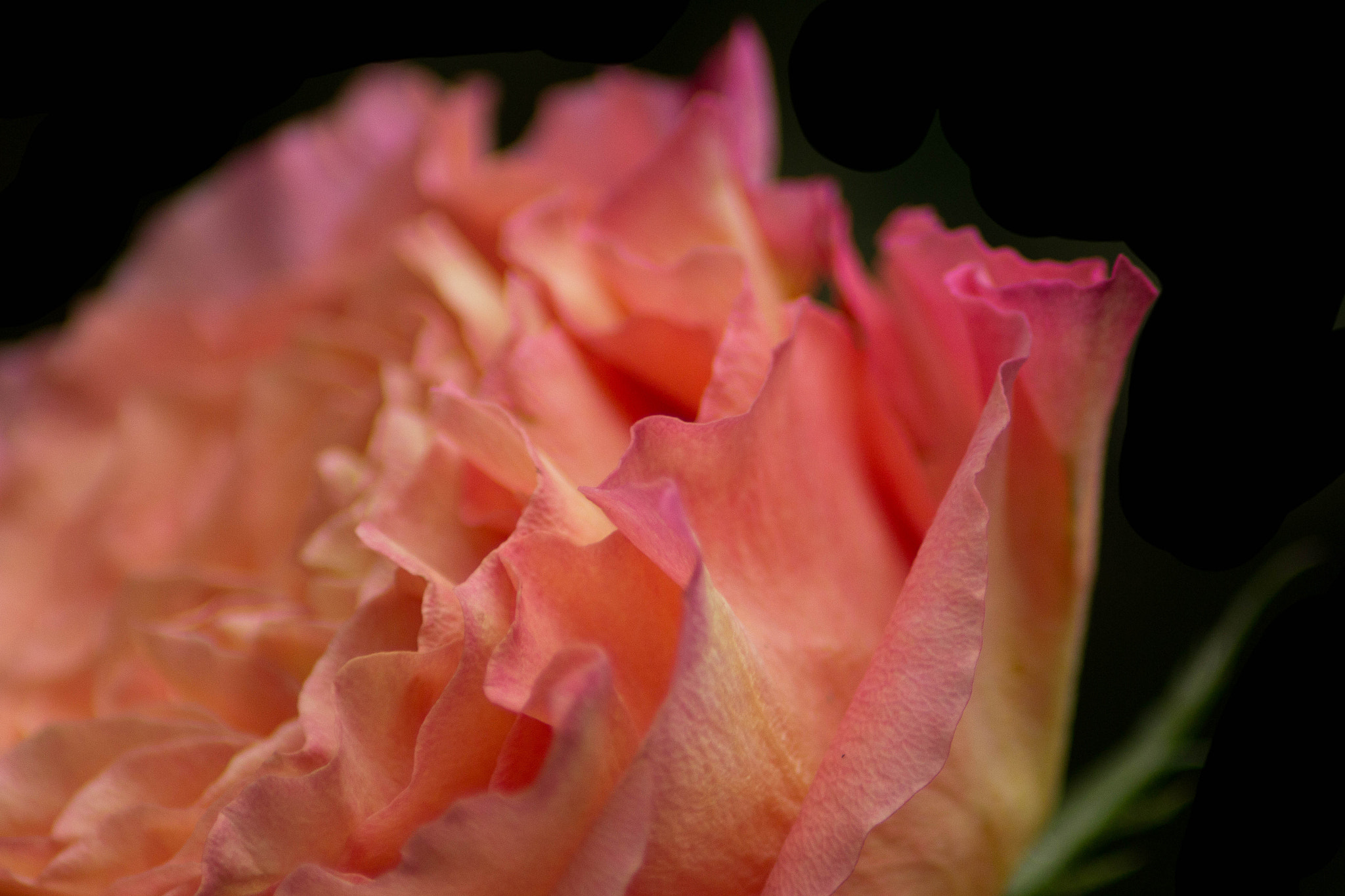 Canon EOS 60D + Tamron AF 70-300mm F4-5.6 Di LD Macro sample photo. From orange to pink photography