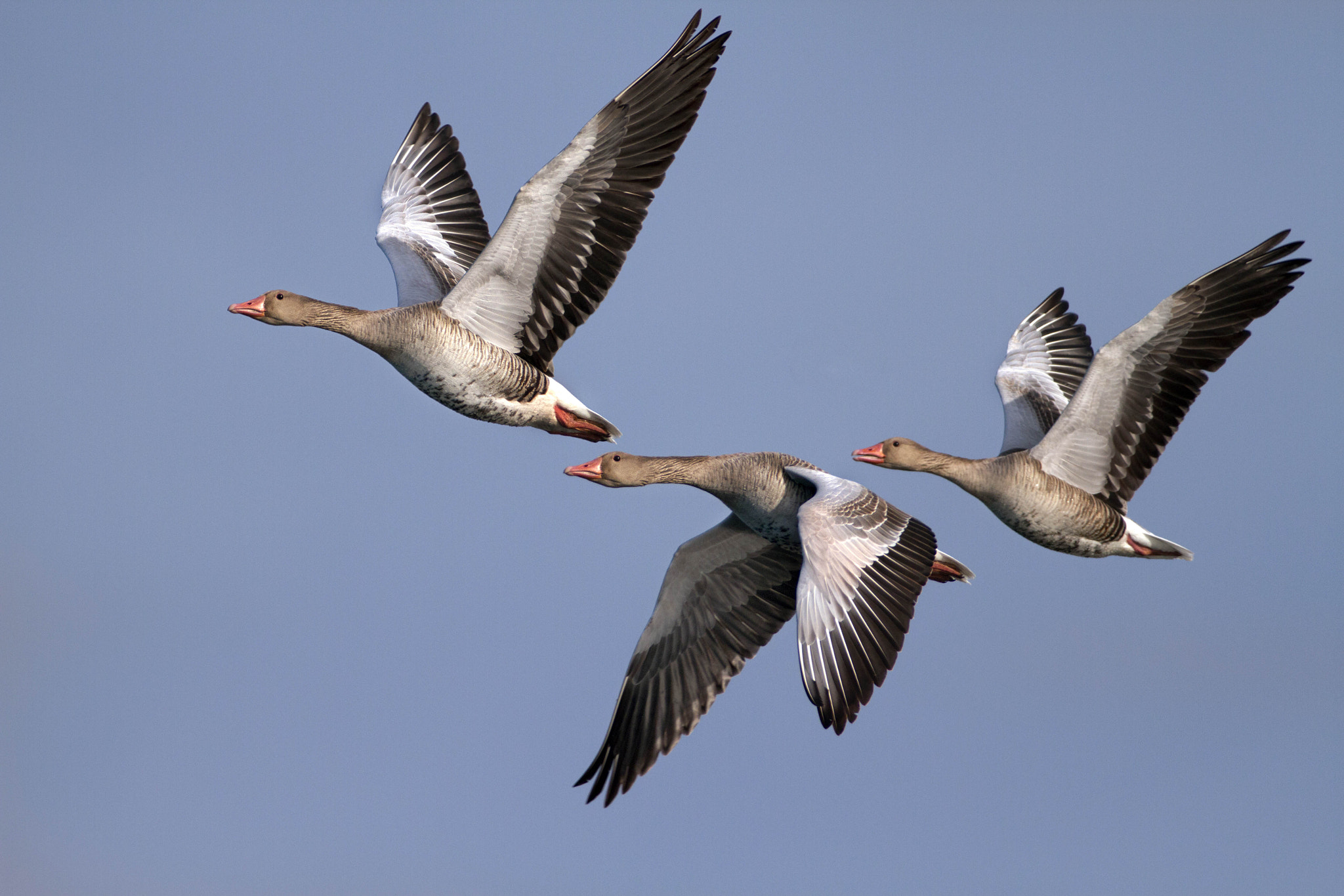 Canon EF 300mm f/2.8L + 2x sample photo. Wild geese photography