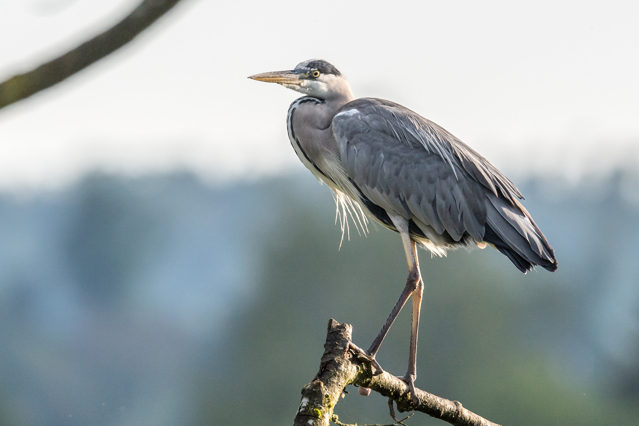 Nikon D5 + Nikon AF-S Nikkor 500mm F4G ED VR sample photo. Grey heron in the morning photography