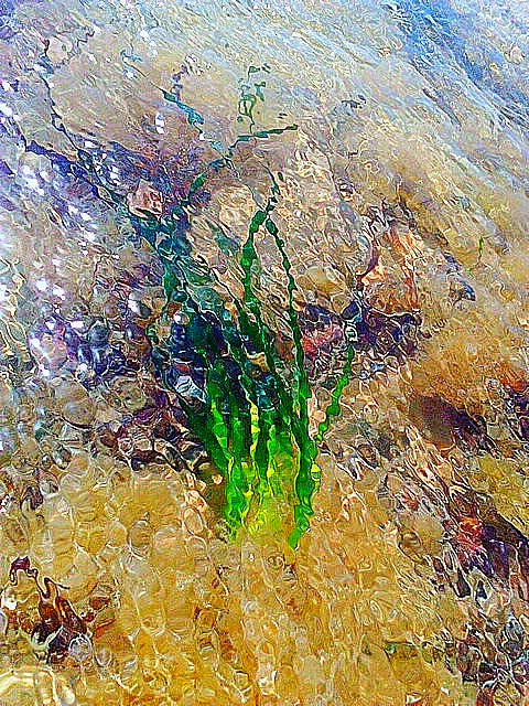 LG BELLO II sample photo. Seaweed photography
