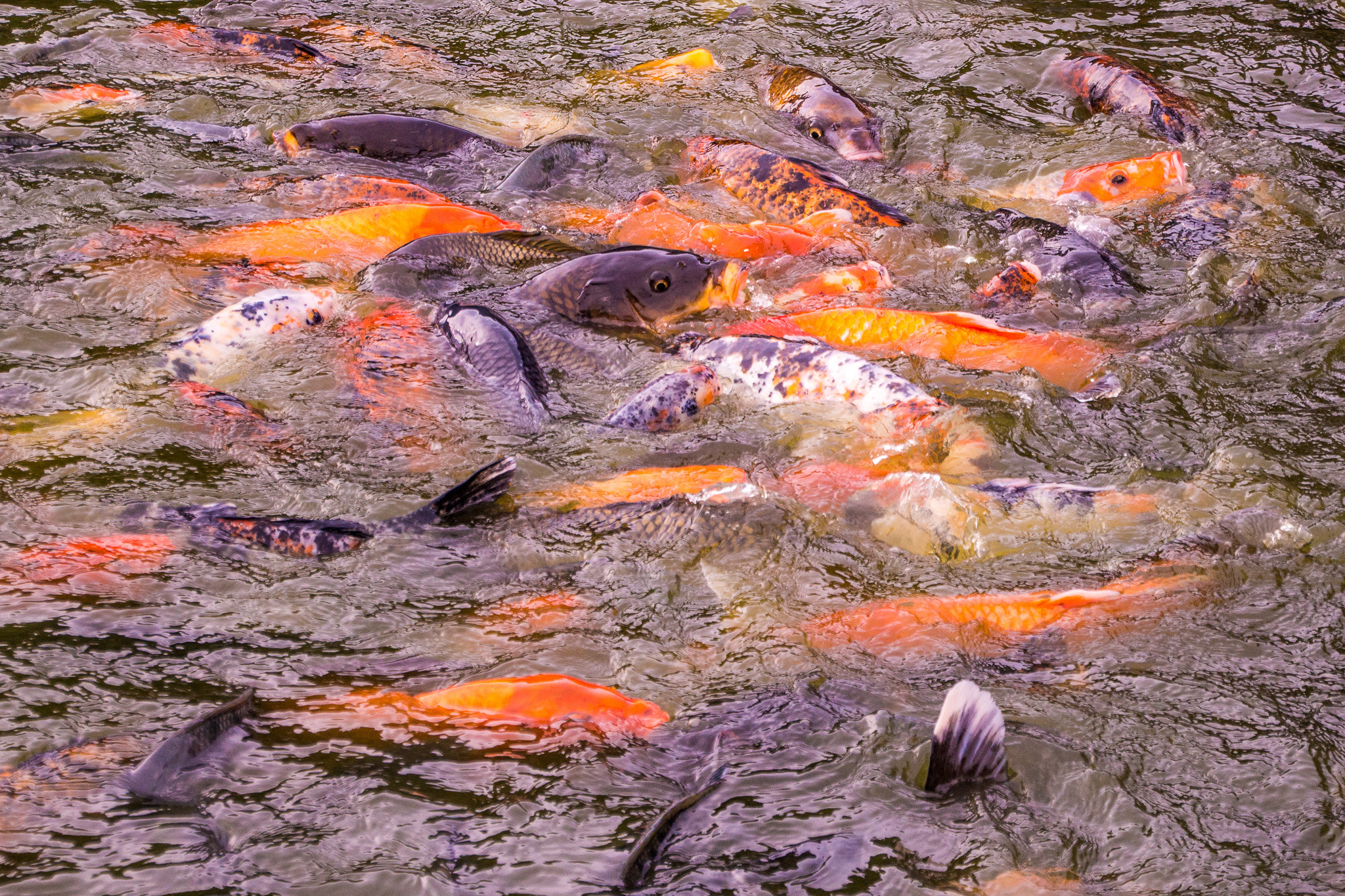 Canon EOS 100D (EOS Rebel SL1 / EOS Kiss X7) sample photo. Mixture of fish photography