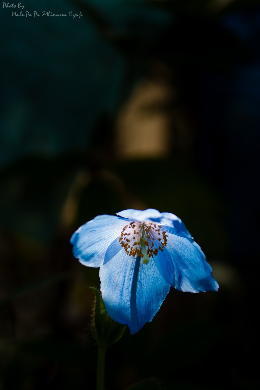 Pentax K20D + Tamron SP AF 90mm F2.8 Di Macro sample photo. Himarayakeshi（ヒマラヤケシ） photography