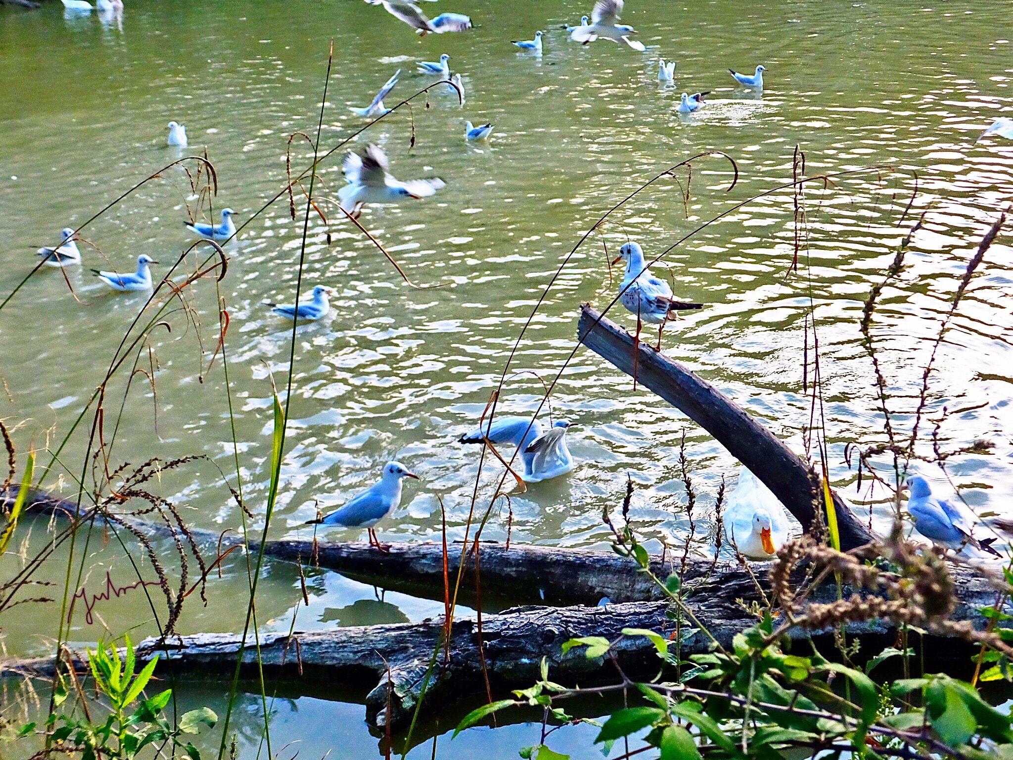 Fujifilm FinePix F900EXR sample photo. A large group of hunting for food seagulls photography