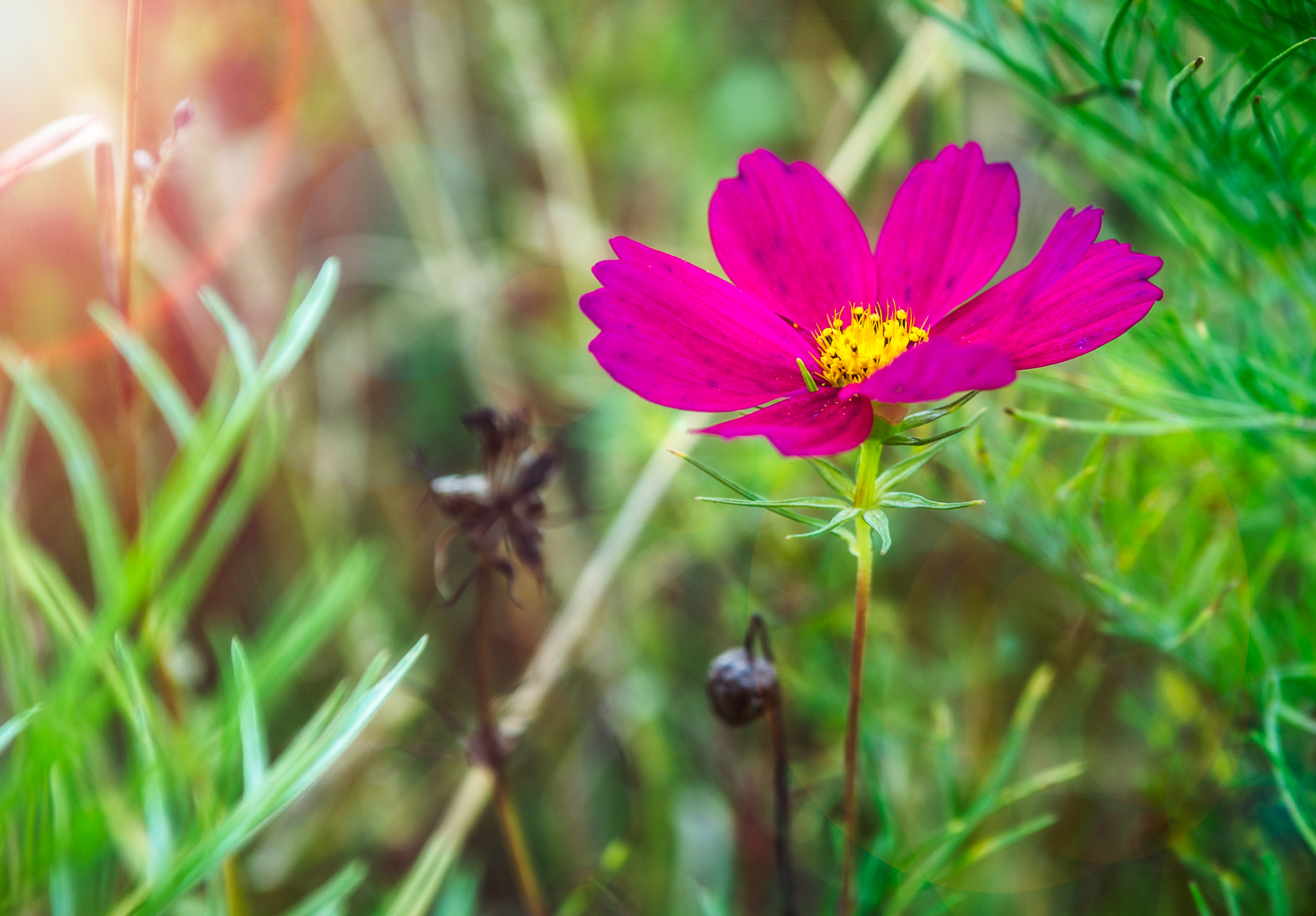Sigma 24-70mm F2.8 EX DG Macro sample photo. Shining flower photography